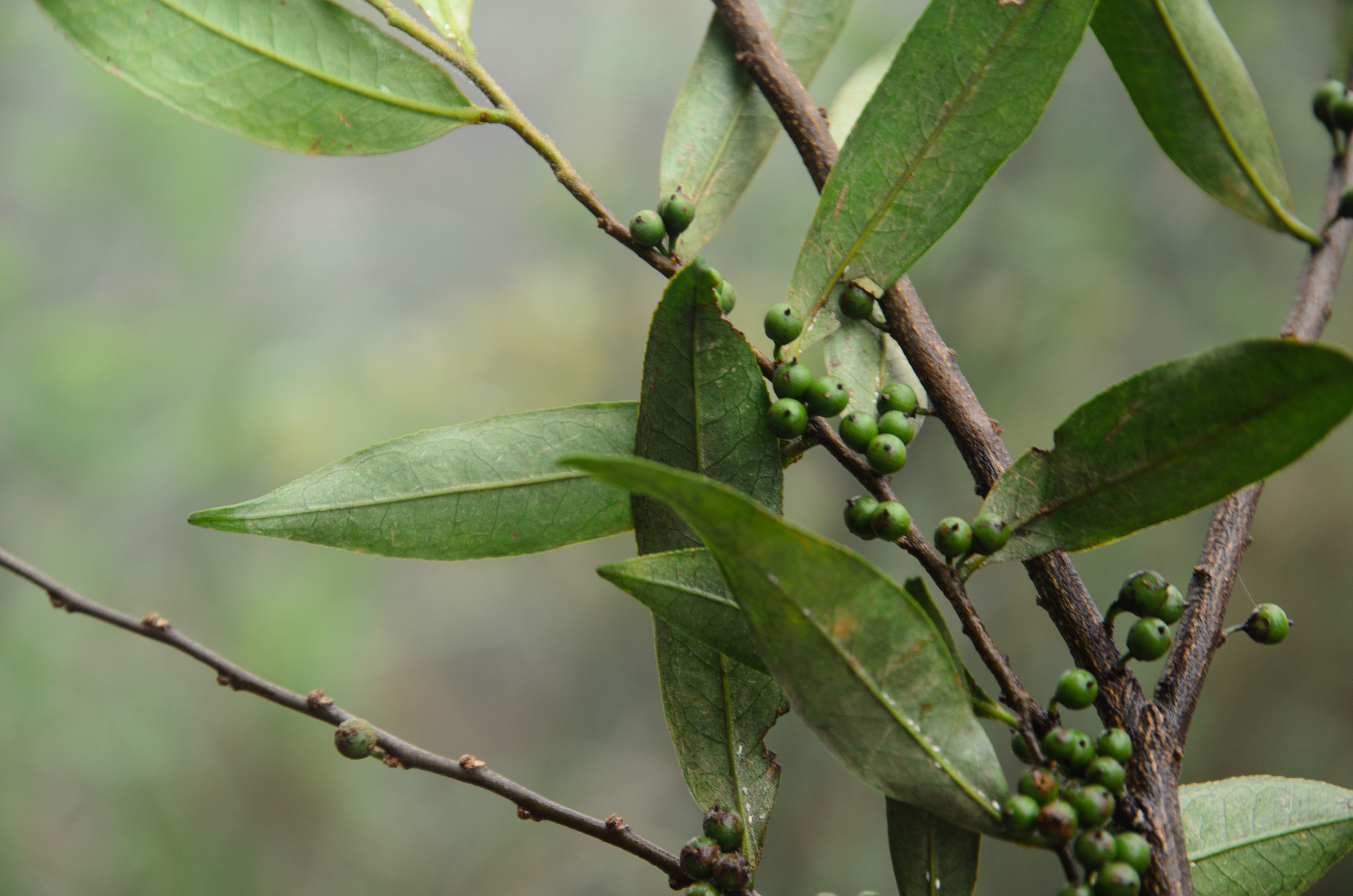 Eurya acuminata - 122