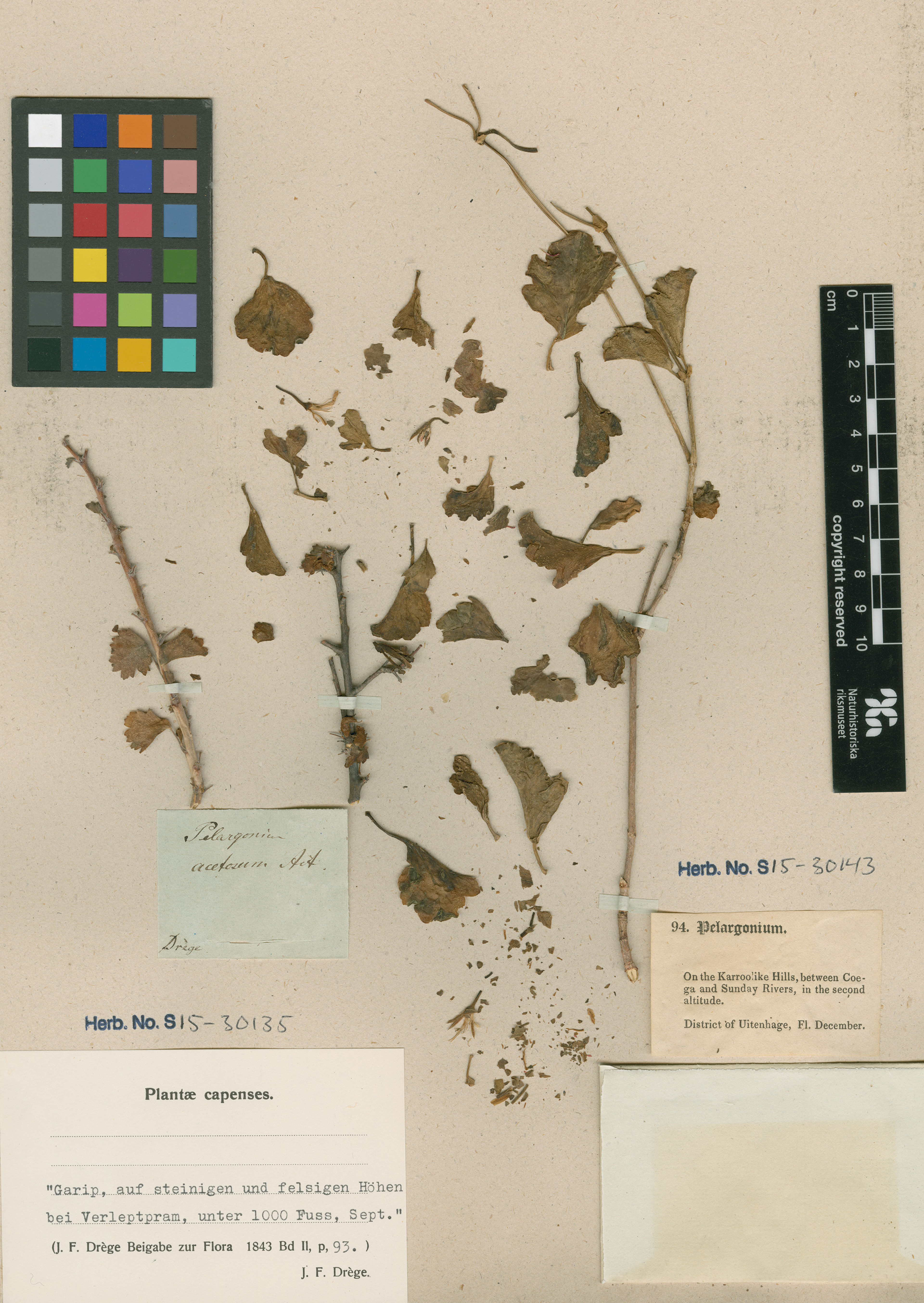 Pelargonium acetosum - 19
