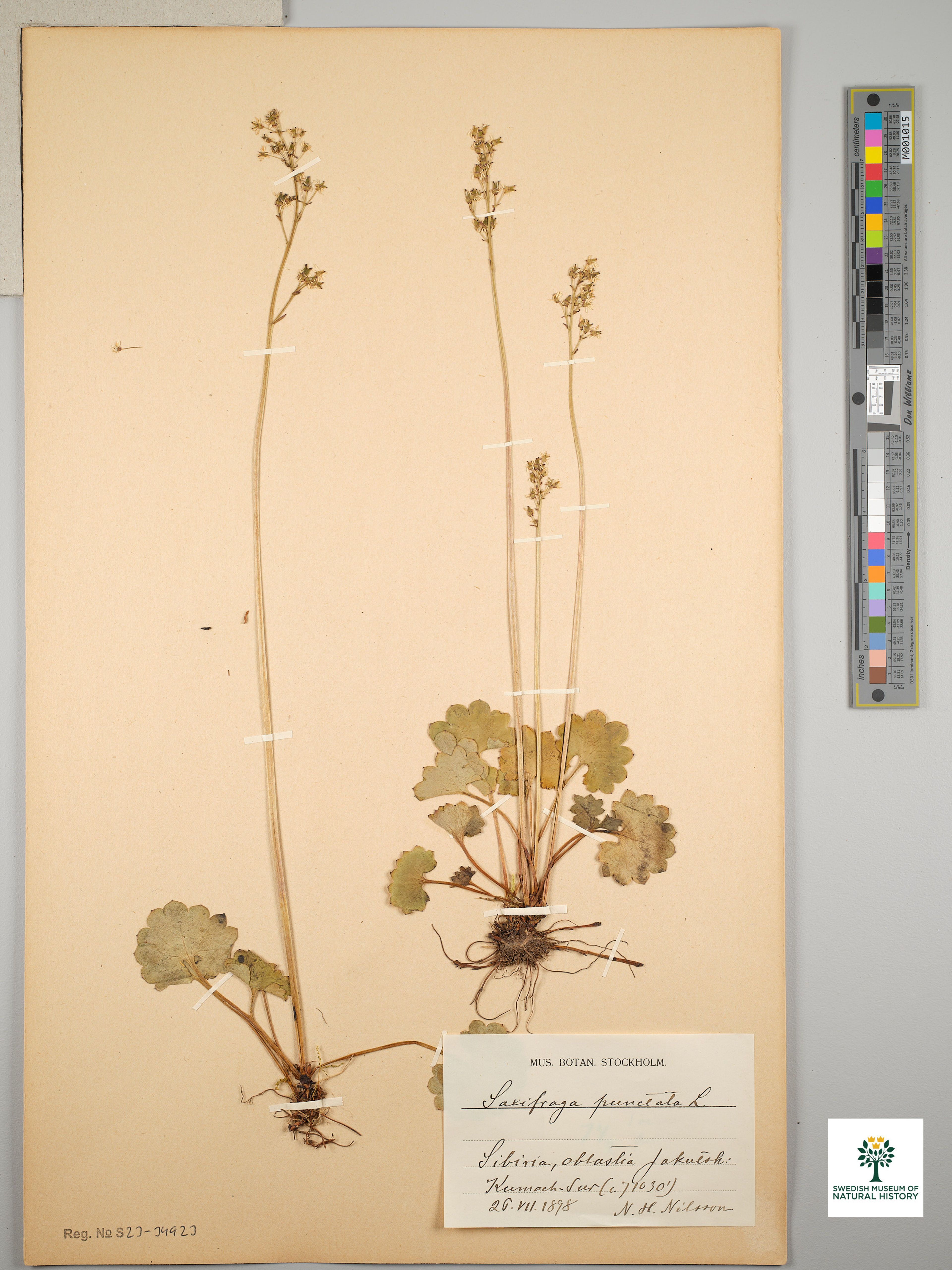 Saxifraga punctata - 56