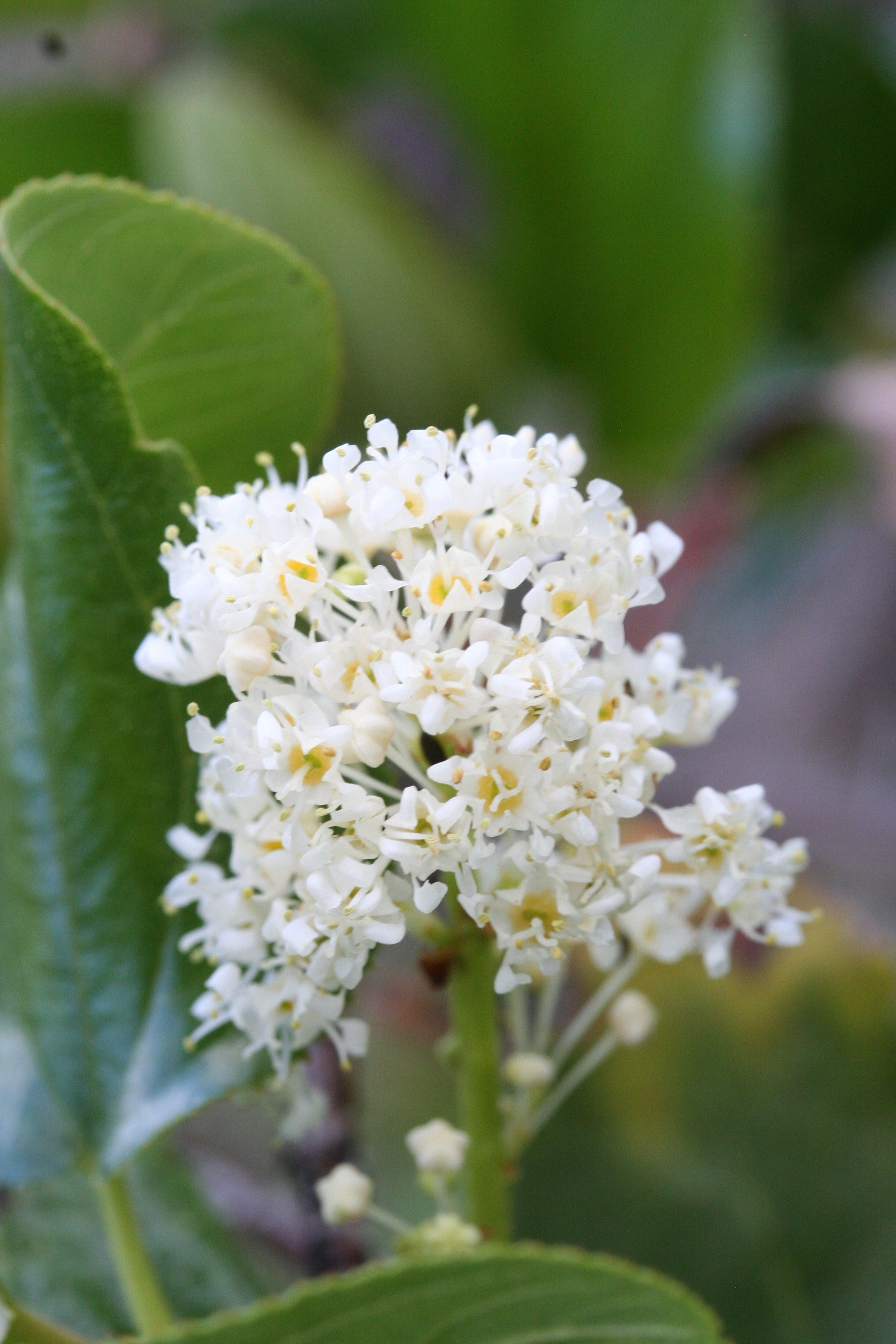 Ceanothus velutinus - 14