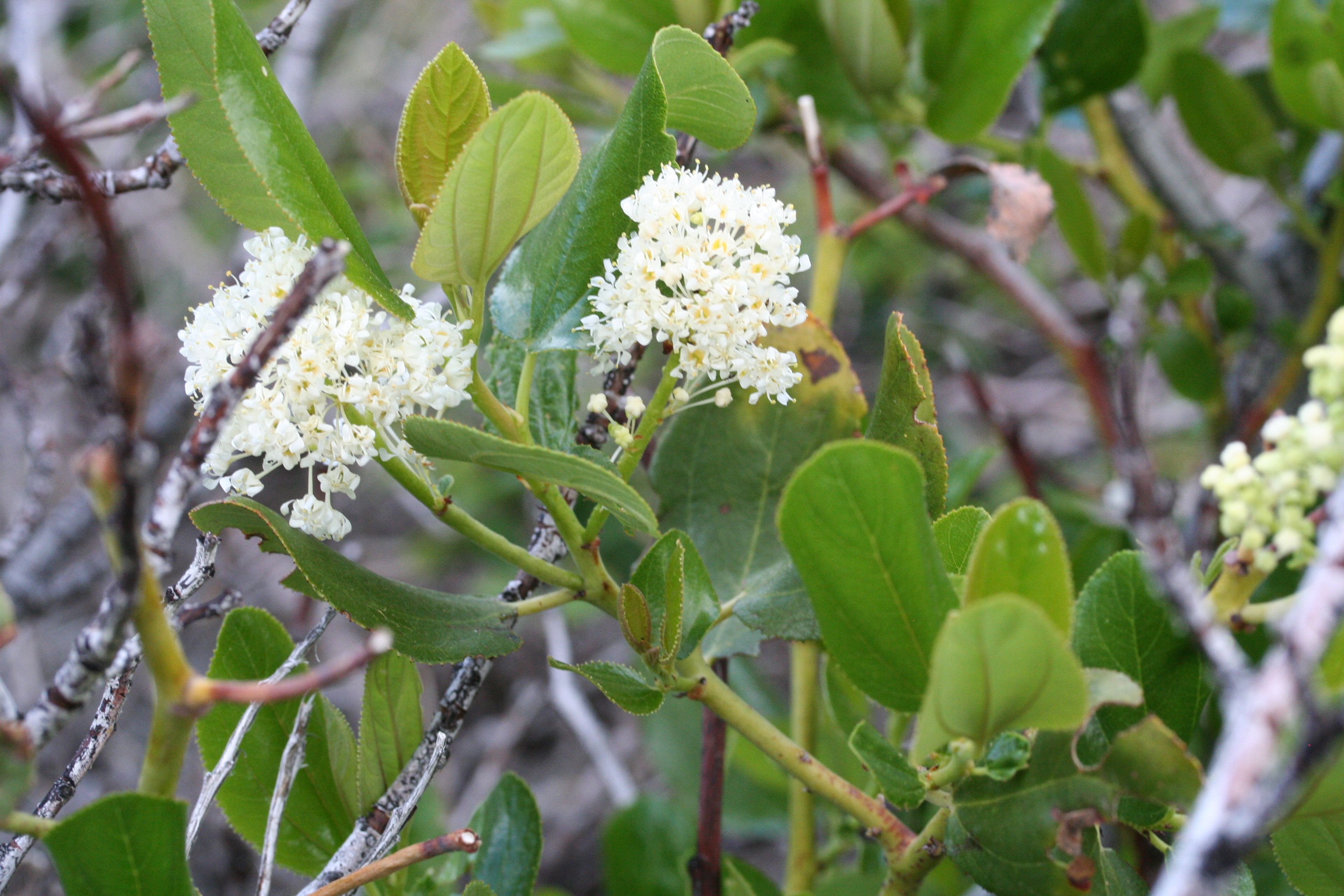 Ceanothus velutinus - 269