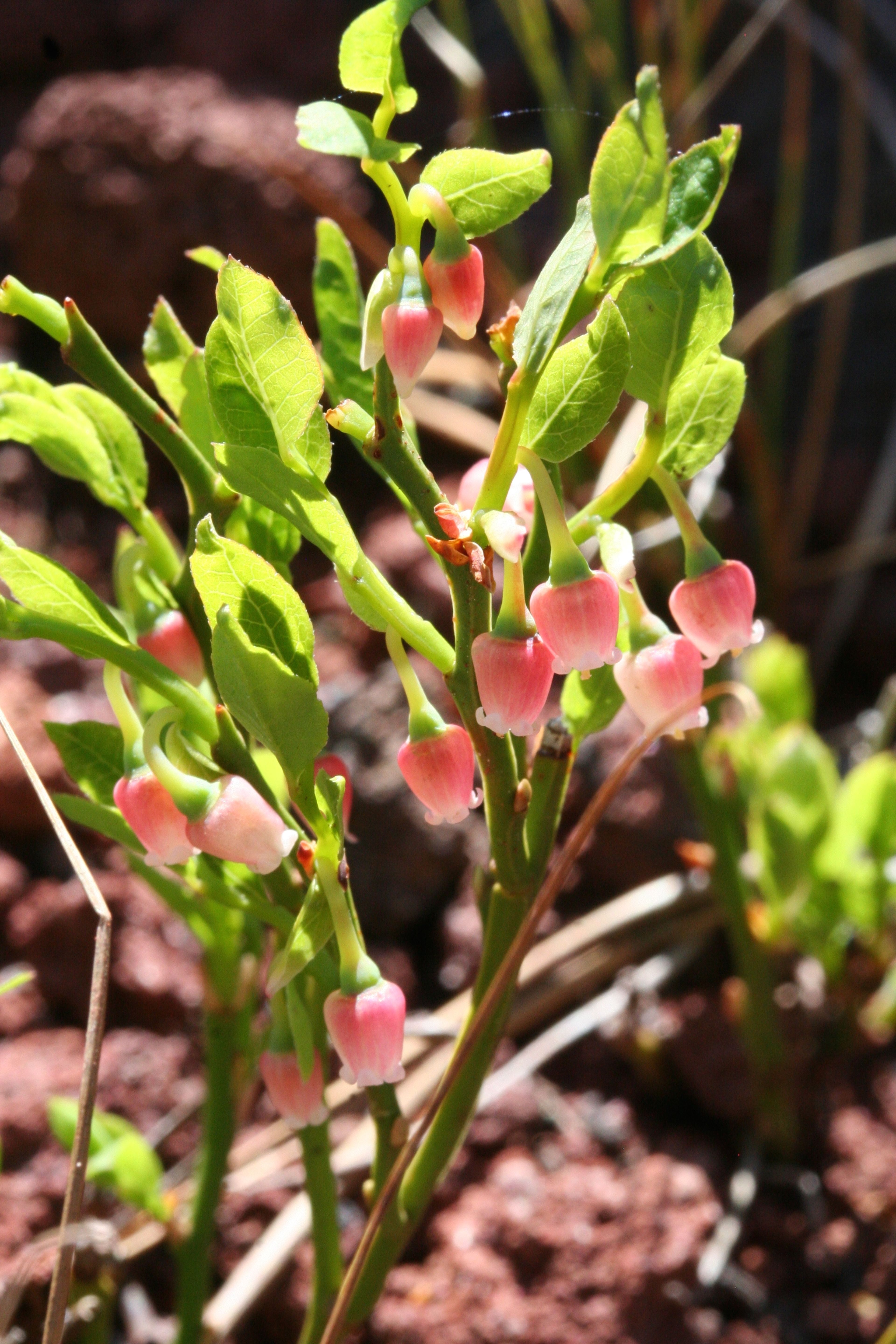 Vaccinium scoparium - 78