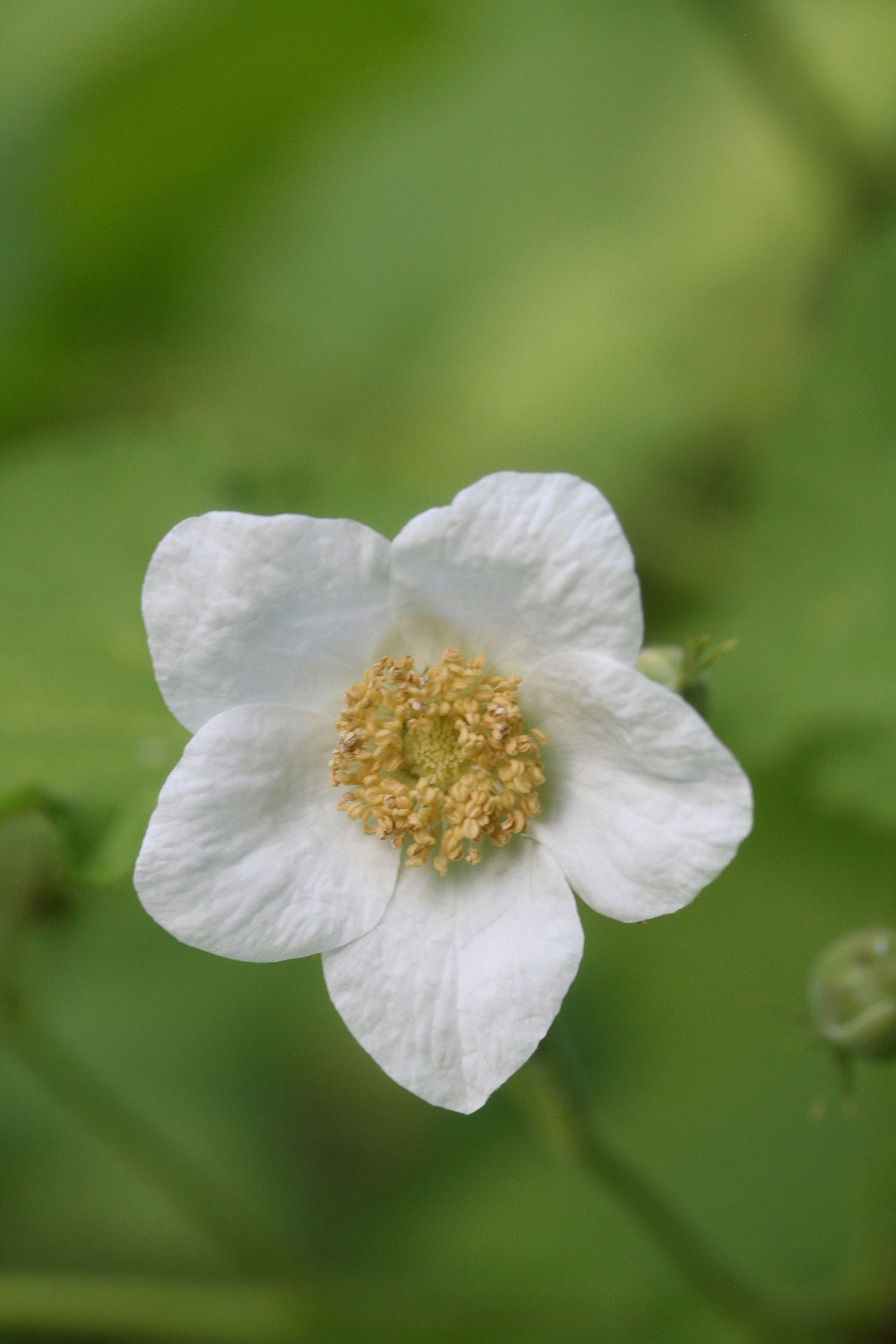 Rubus parviflorus - 394