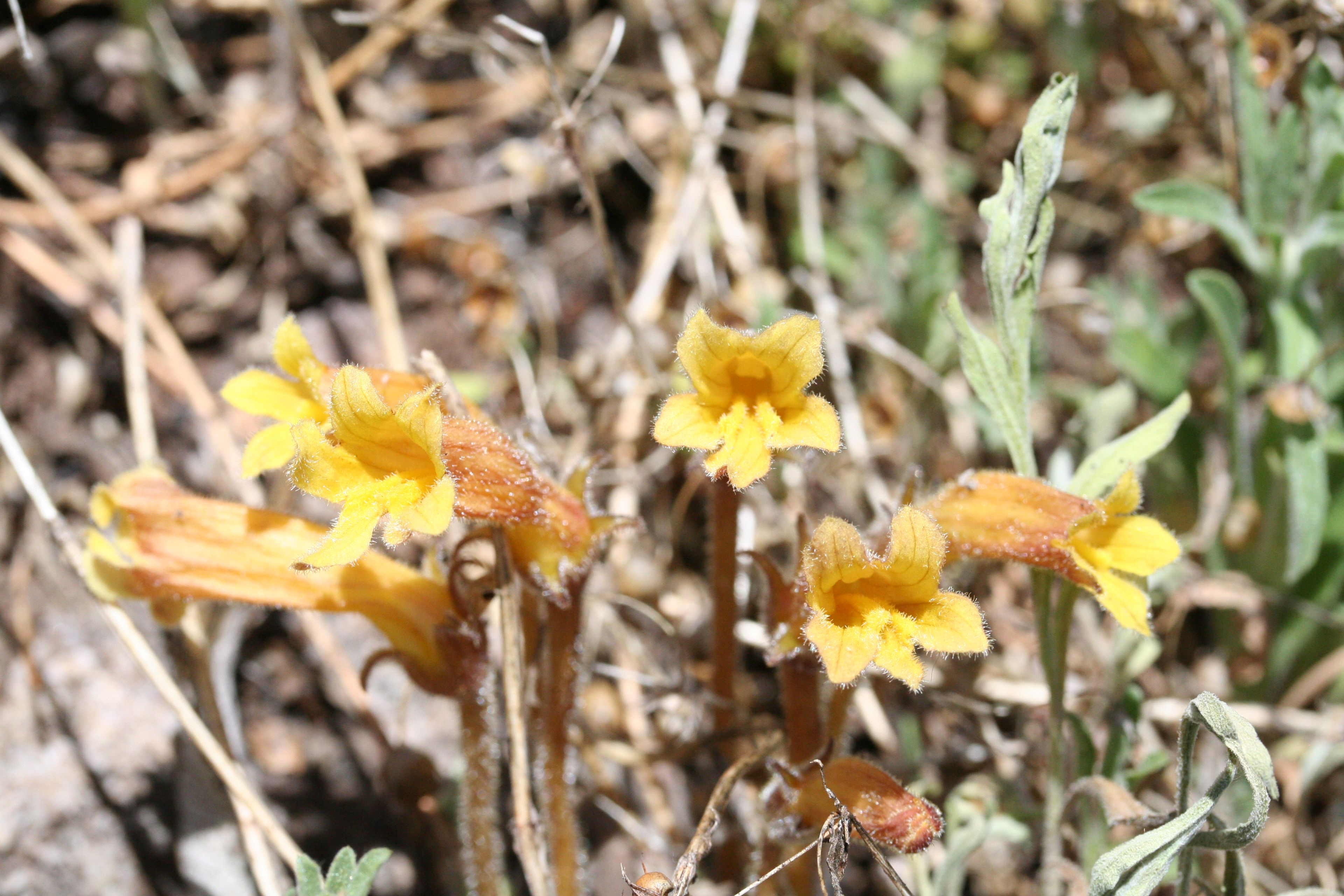 Orobanche fasciculata - 85
