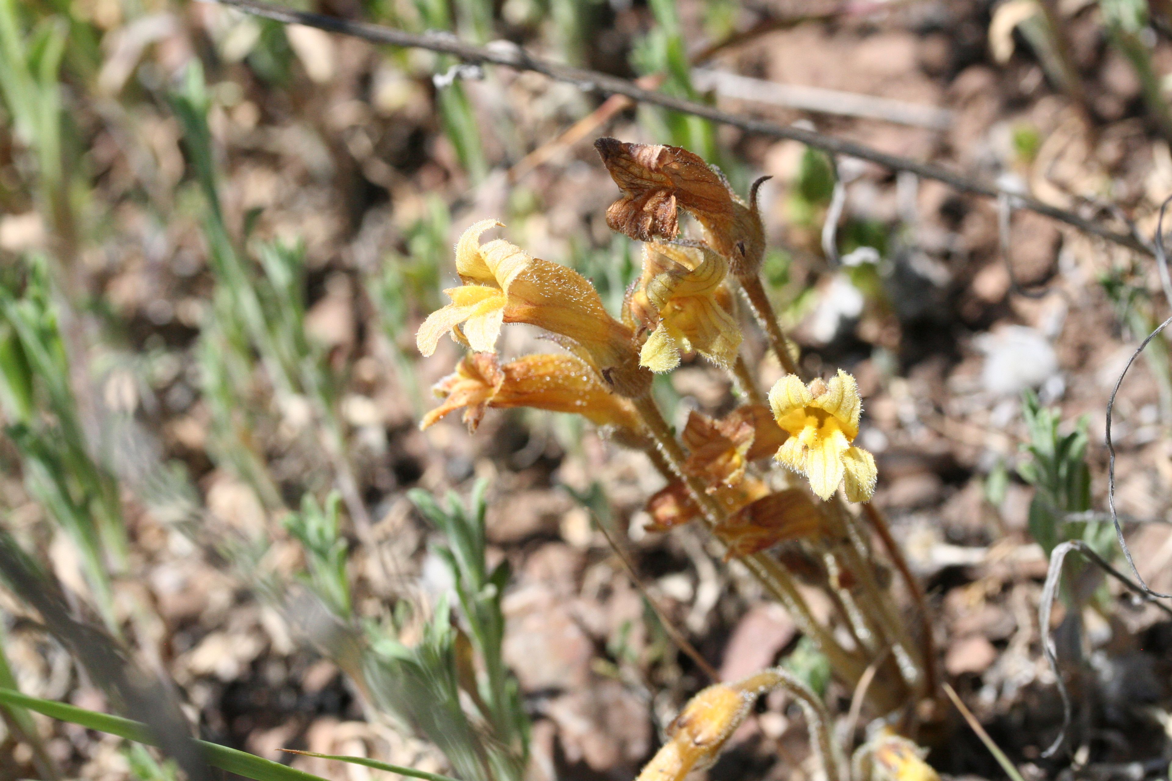 Orobanche fasciculata - 21