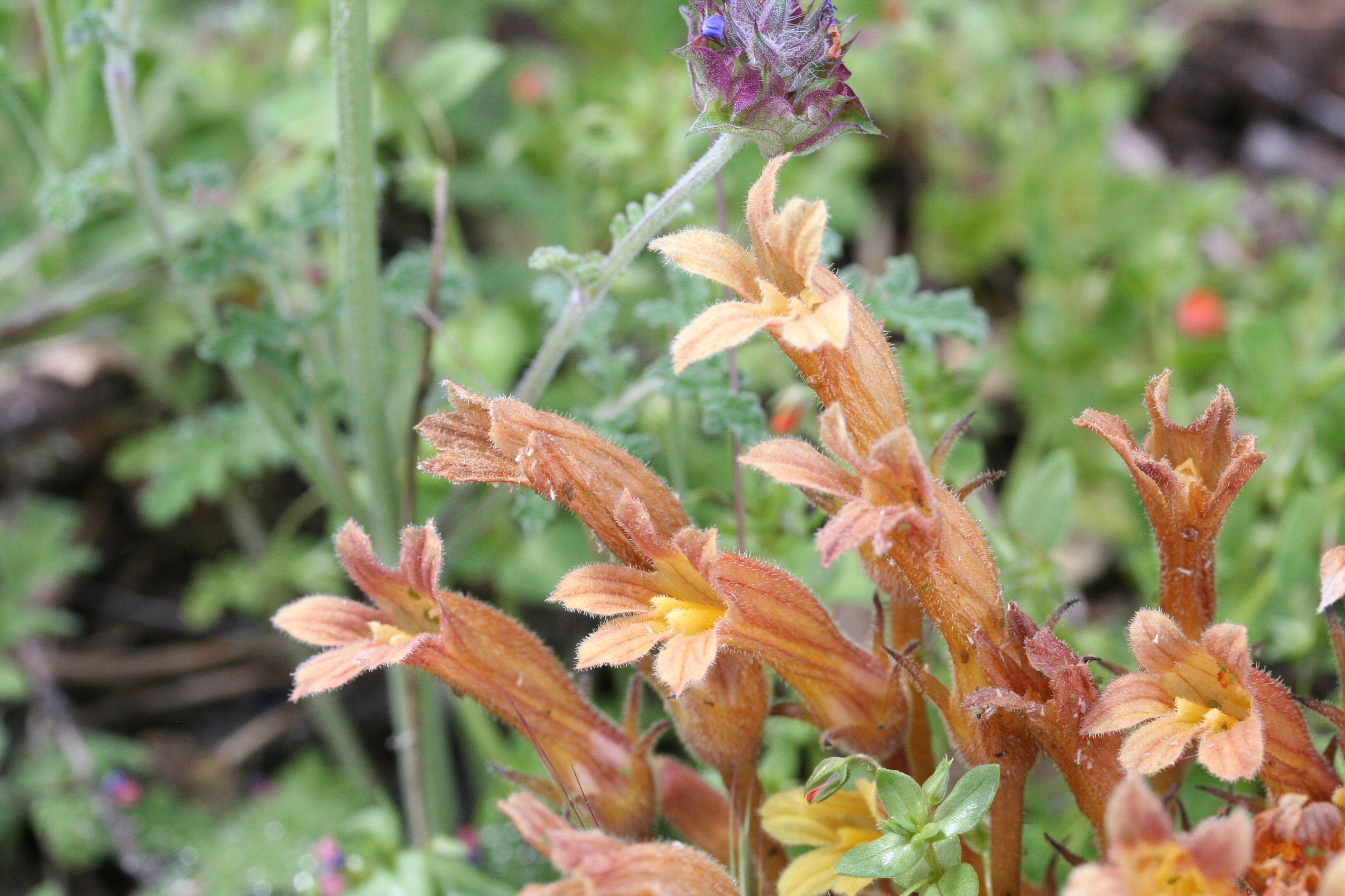 Orobanche fasciculata - 104