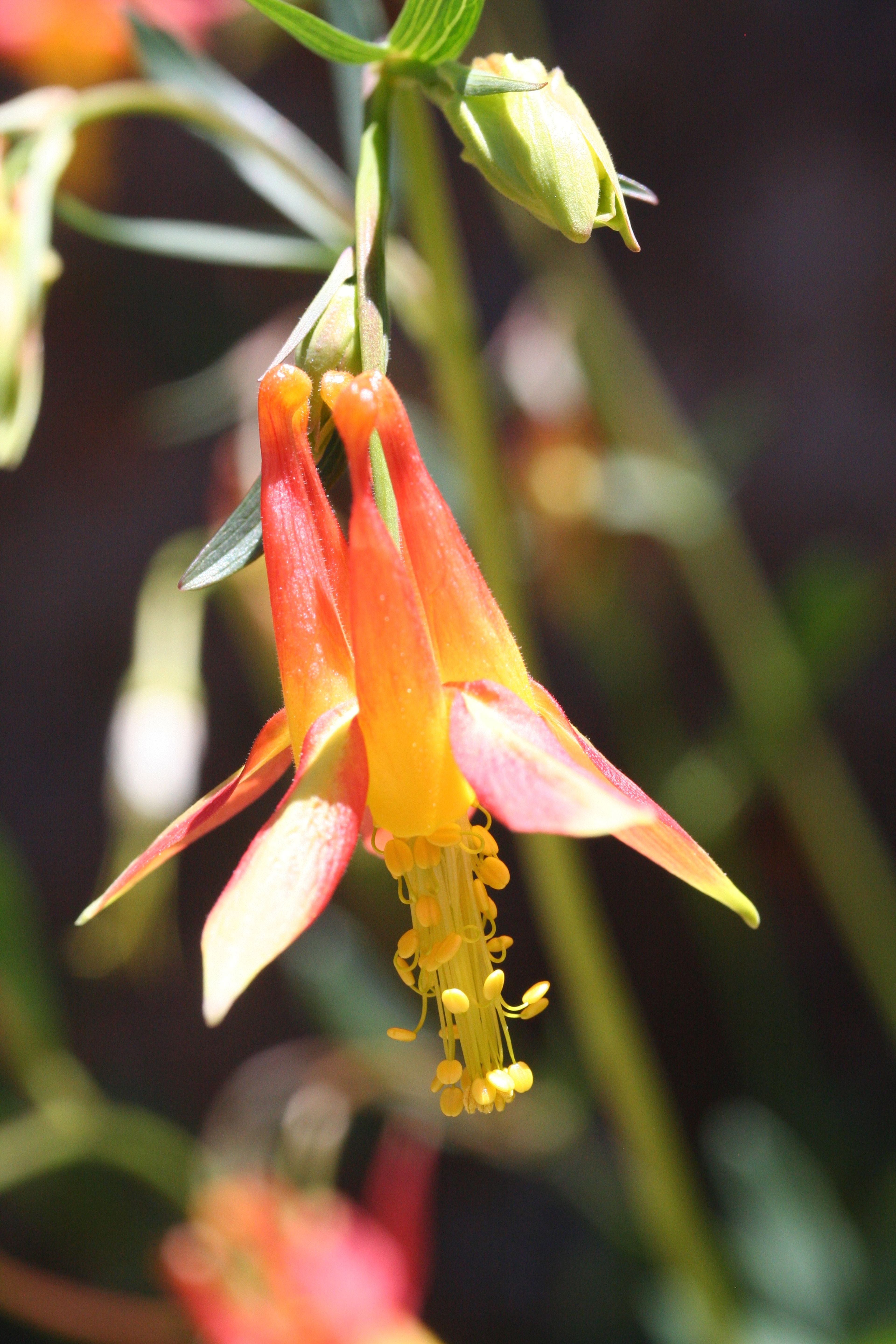 Aquilegia shockleyi - 16