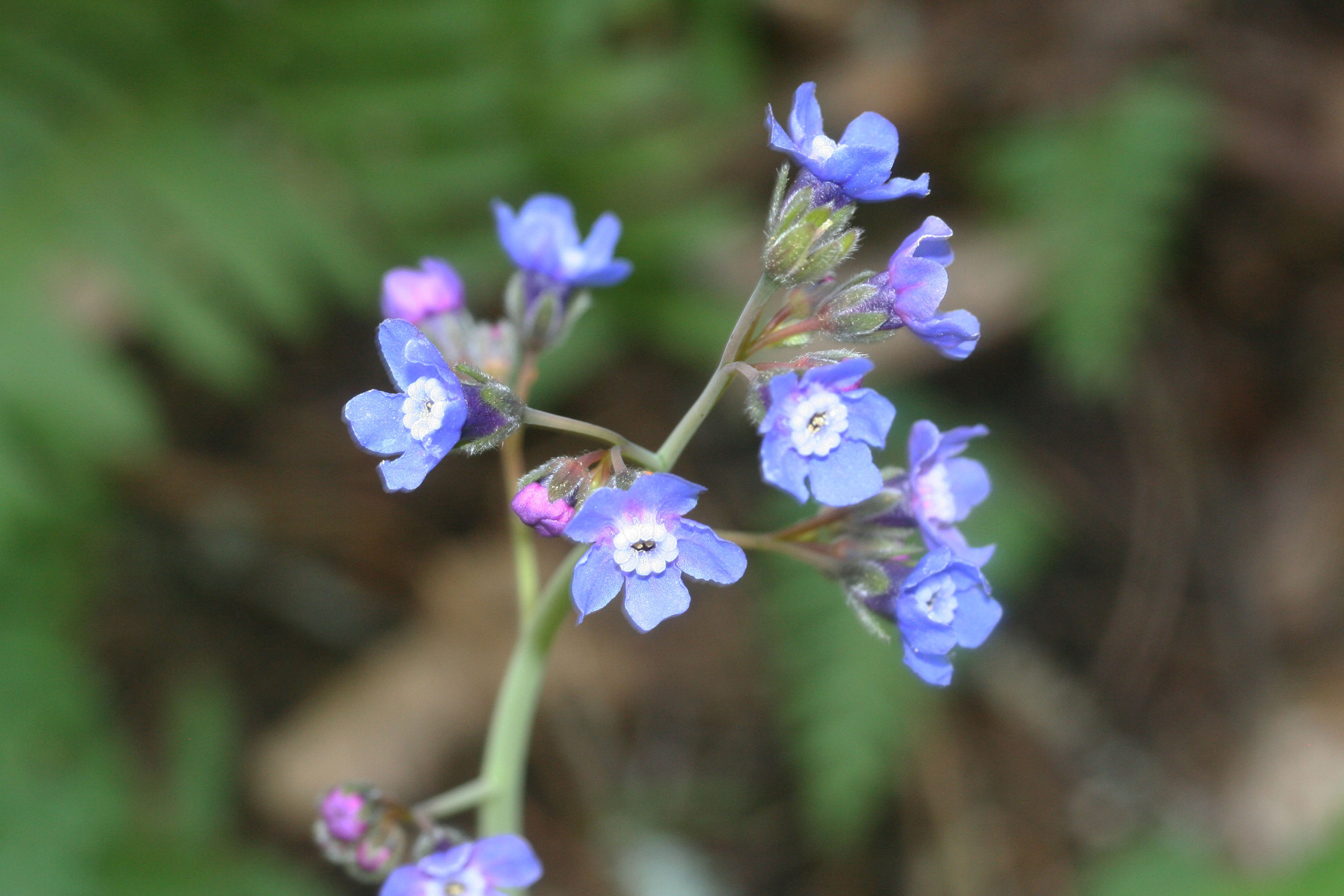 Cynoglossum grande - 76