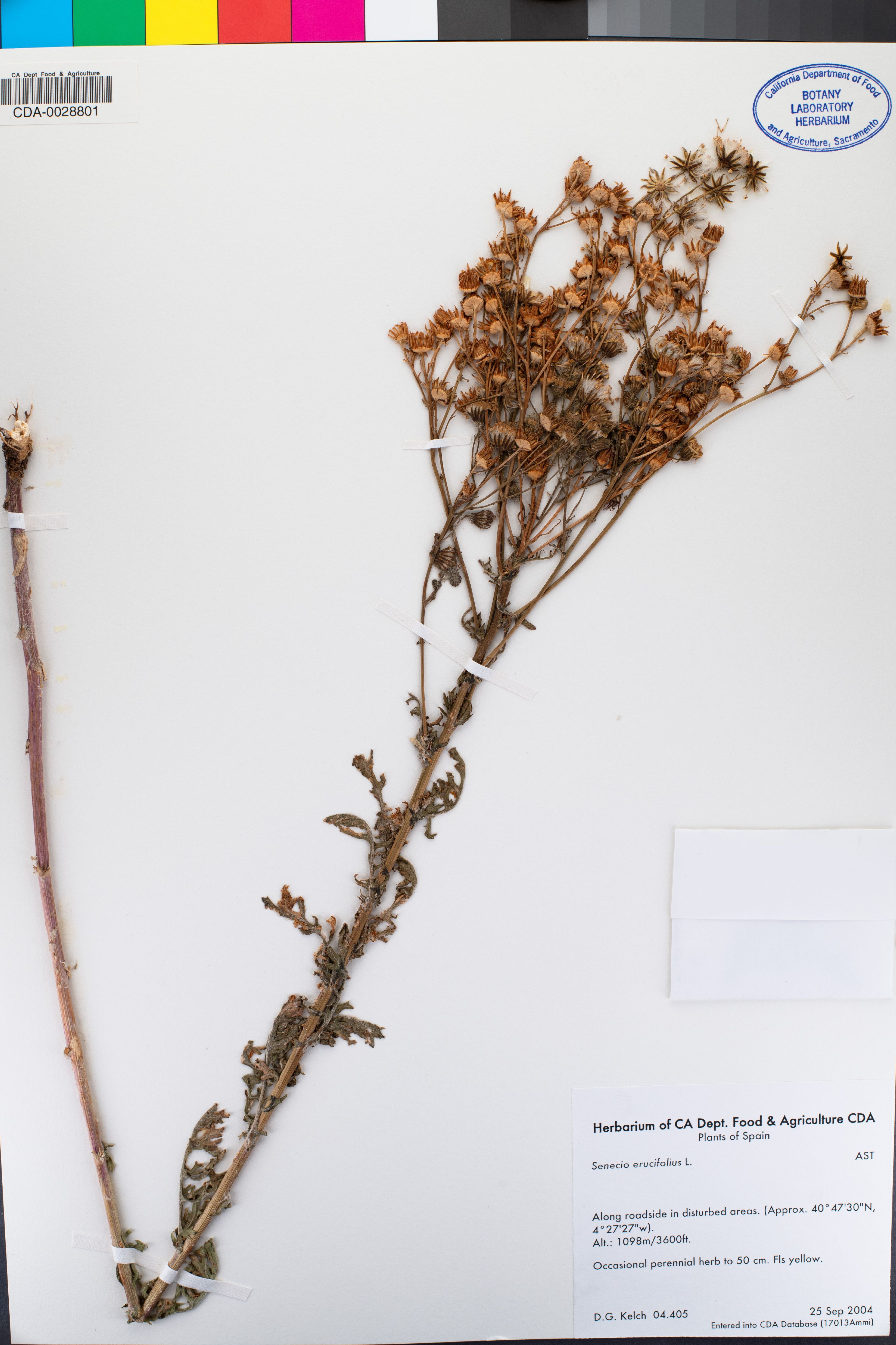 Senecio erucifolius - 80