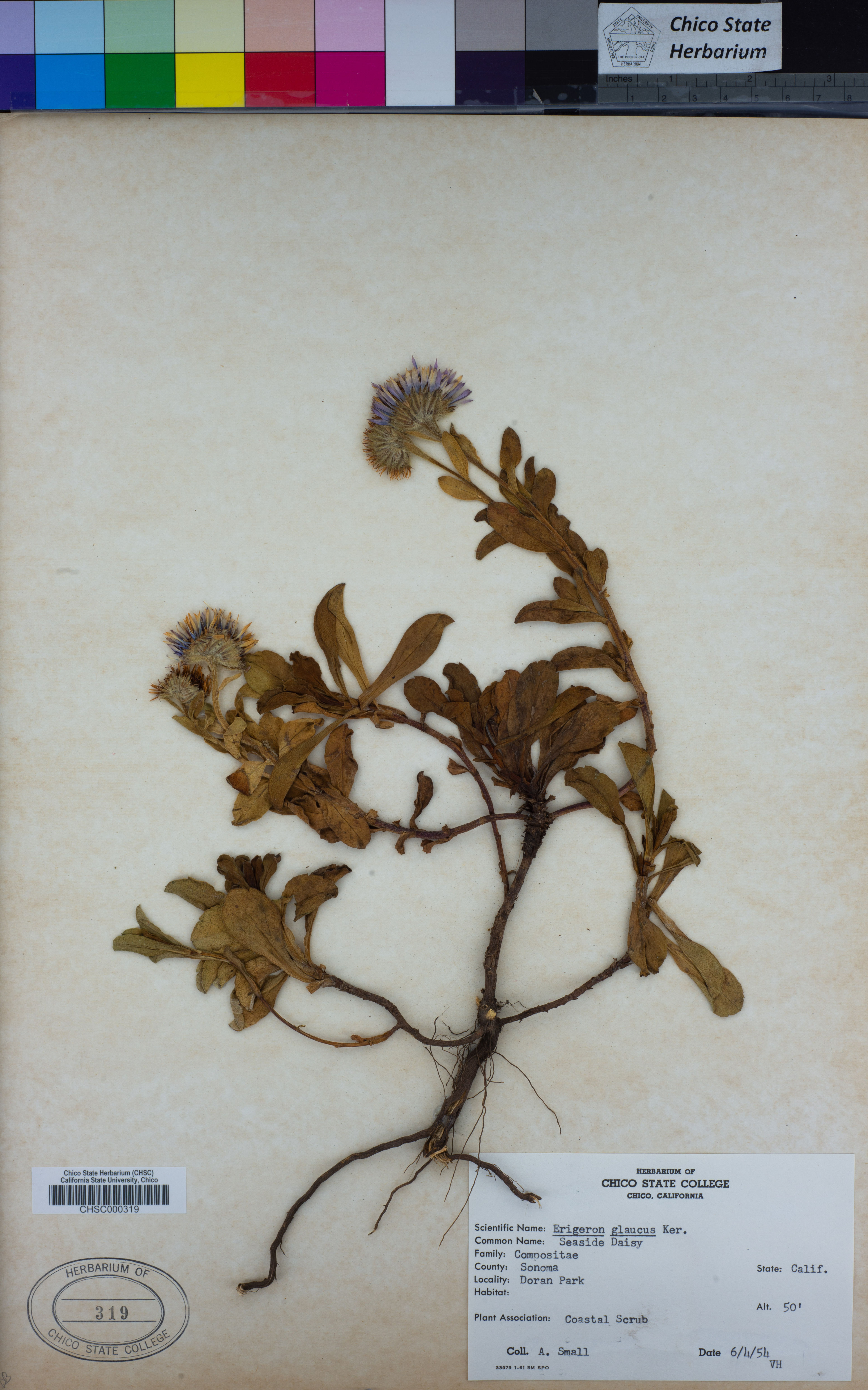 Erigeron glaucus - 12