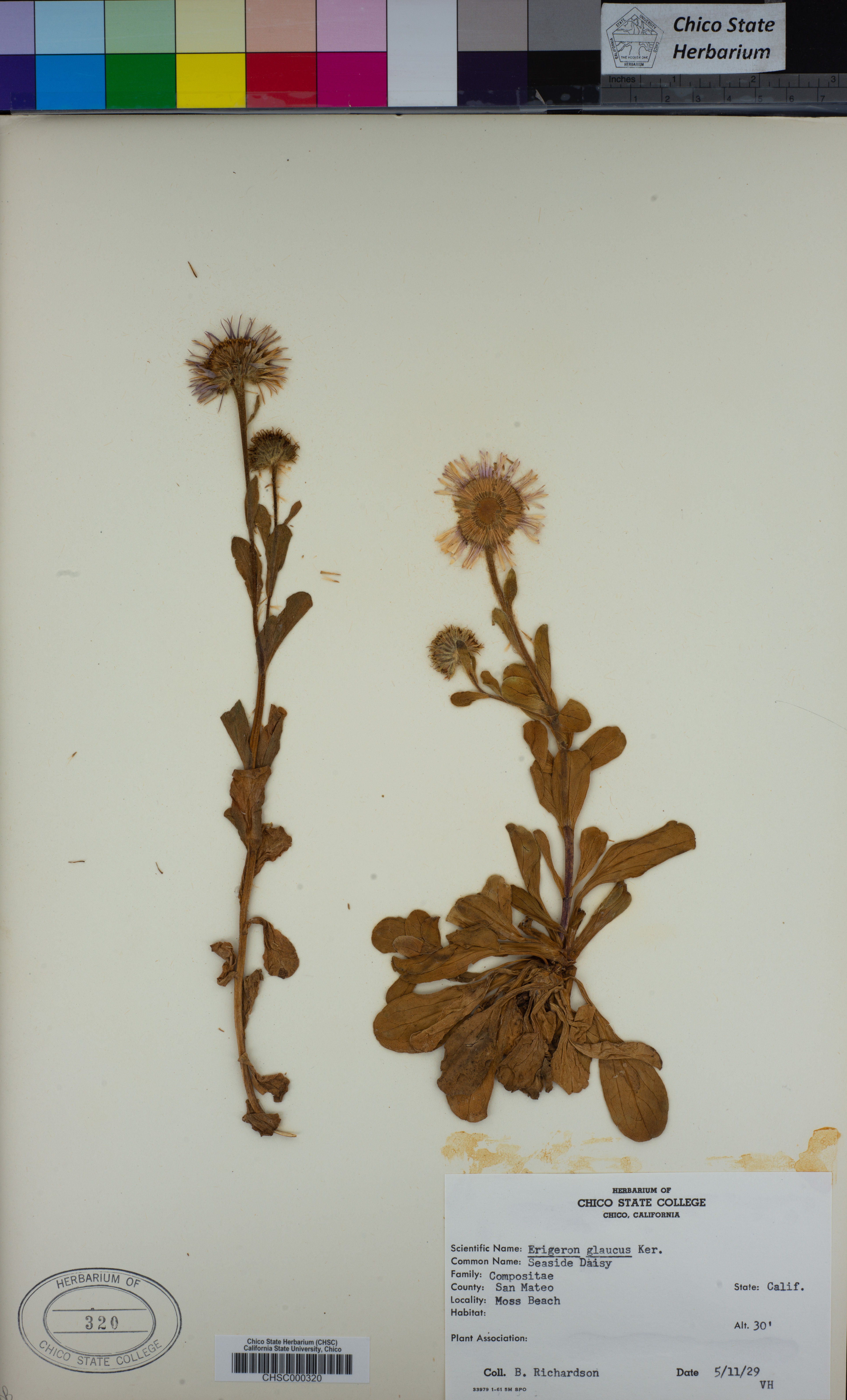 Erigeron glaucus - 5