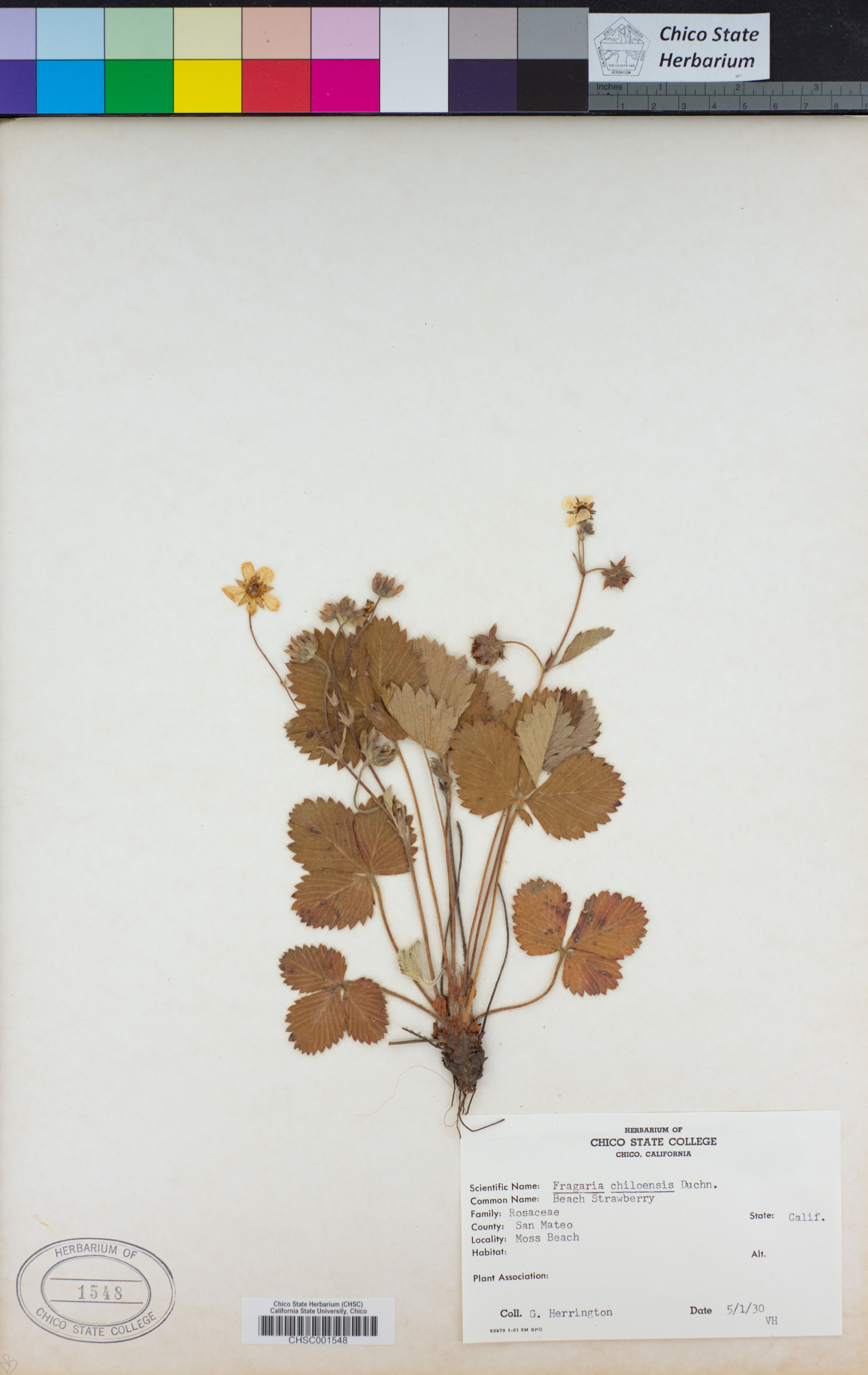Fragaria chiloensis - 57