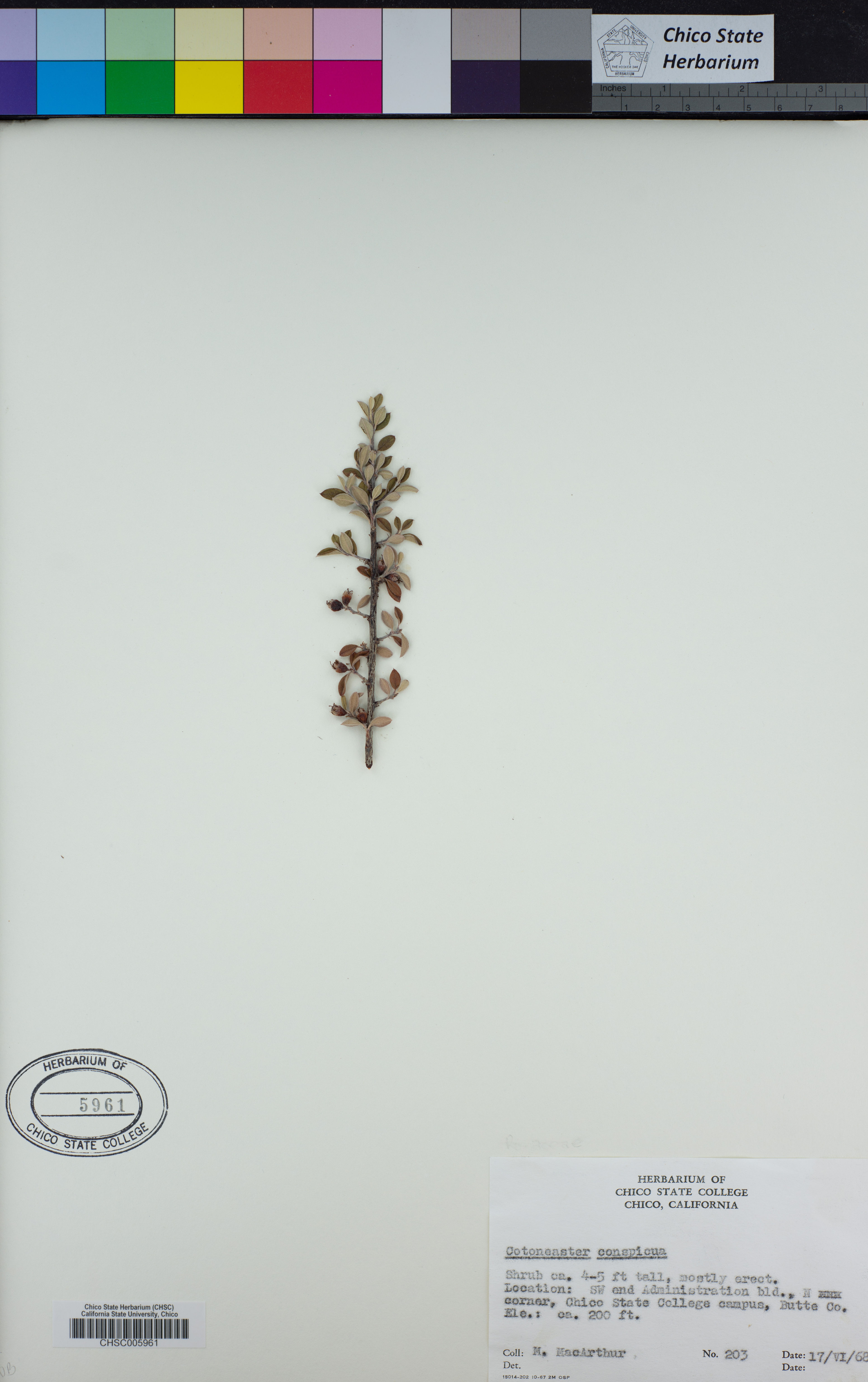 Cotoneaster conspicuus - 81