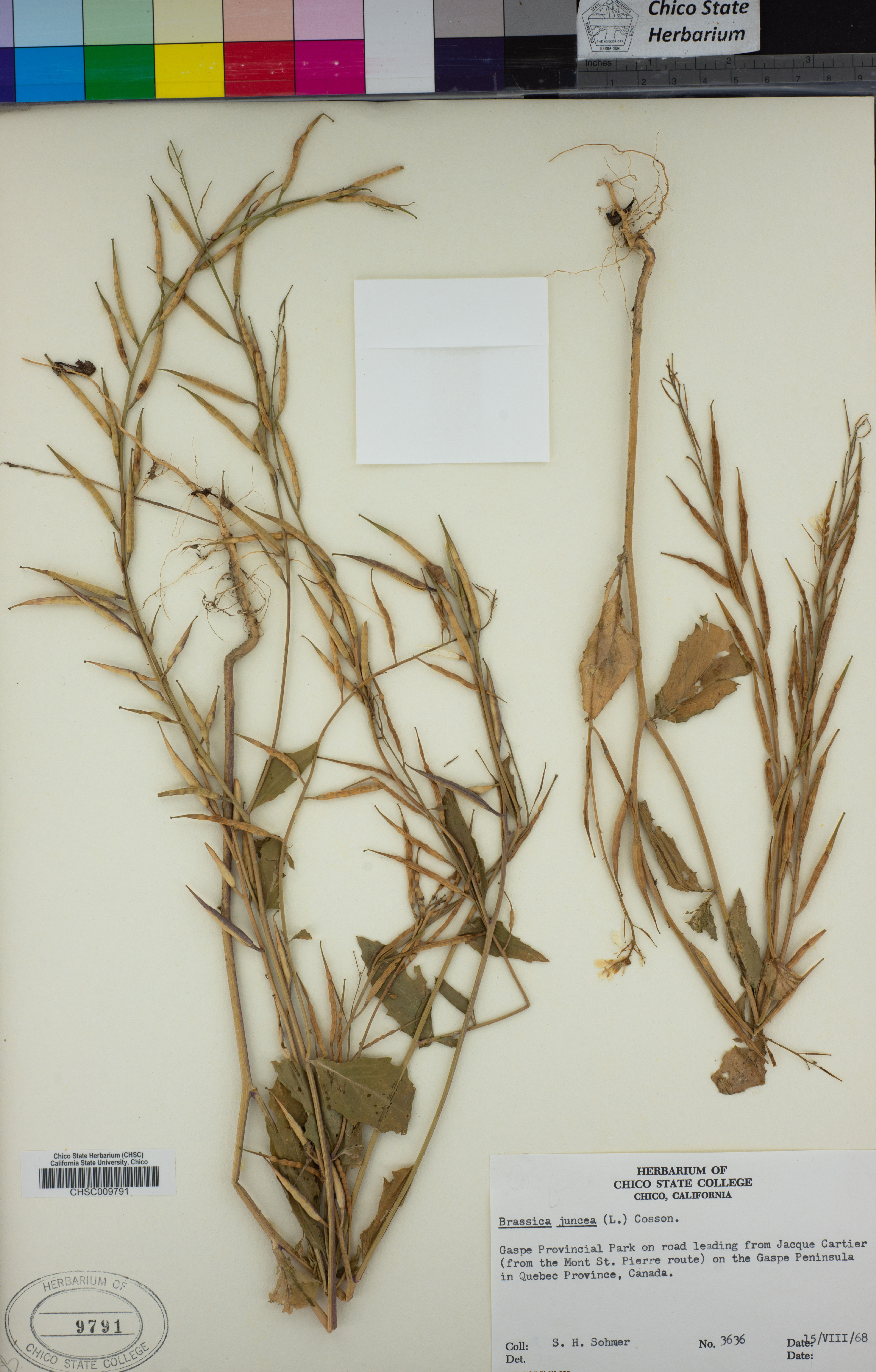 Brassica juncea - 19