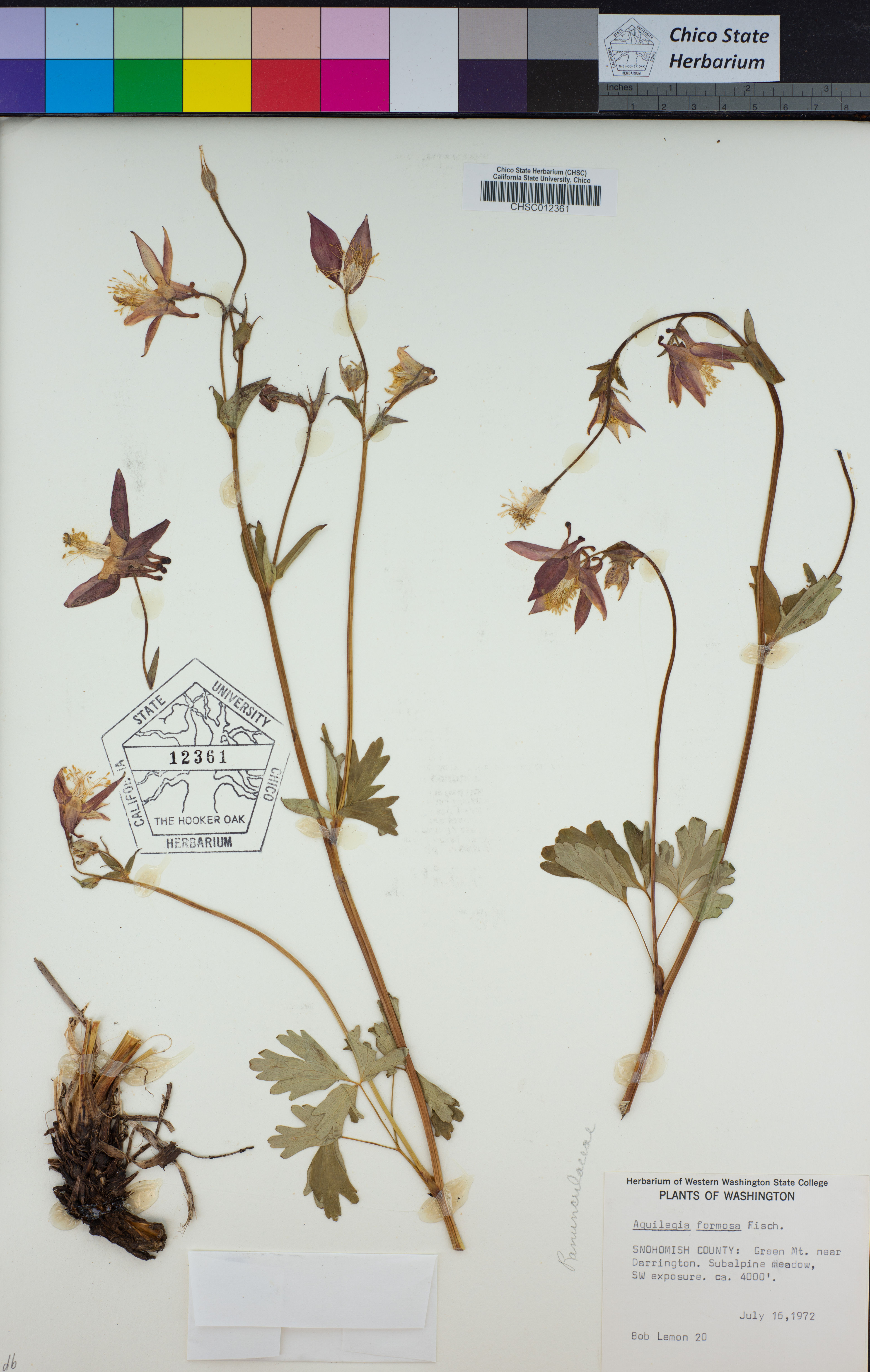 Aquilegia formosa - 56
