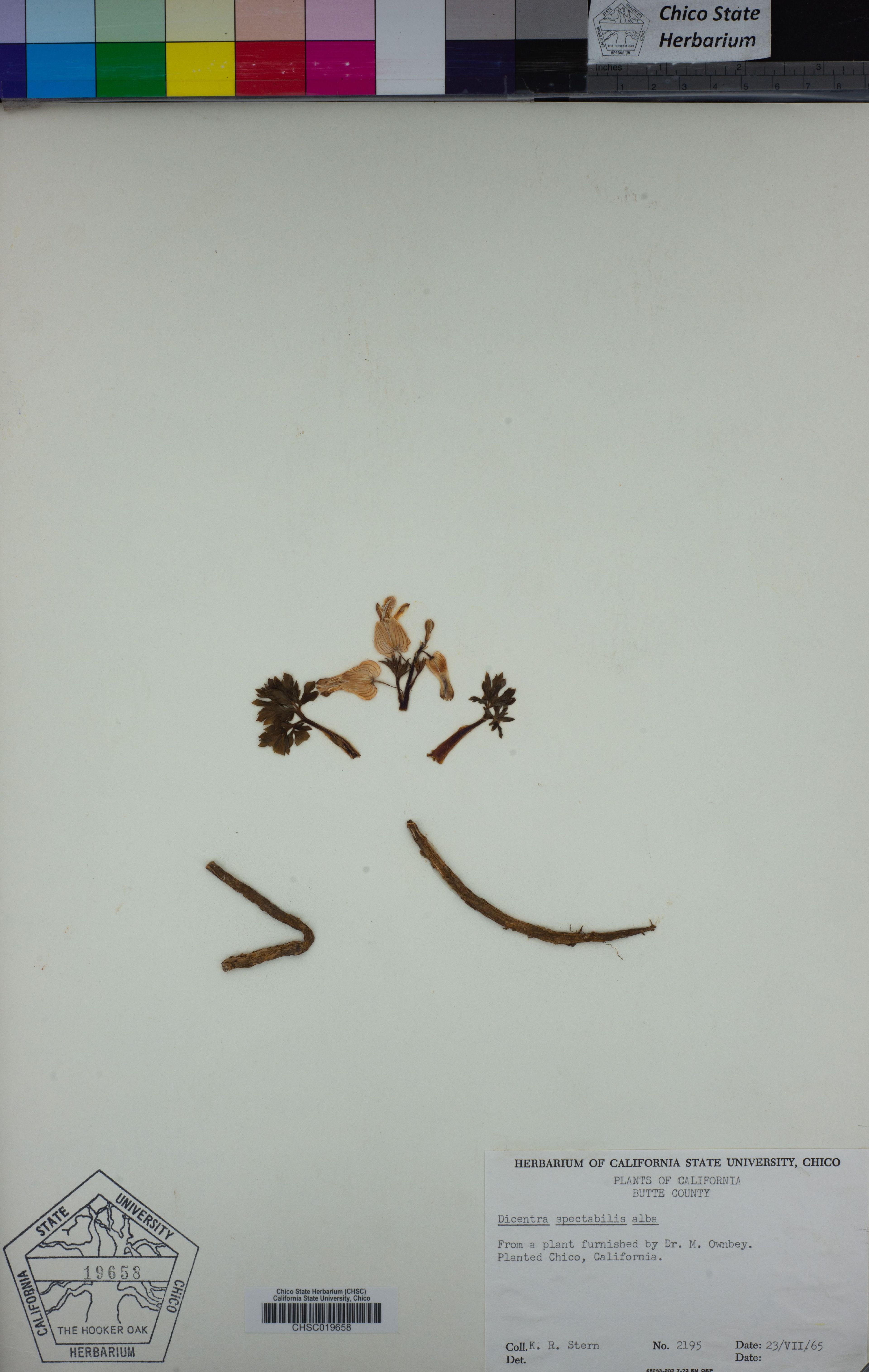 Dicentra spectabilis - 15