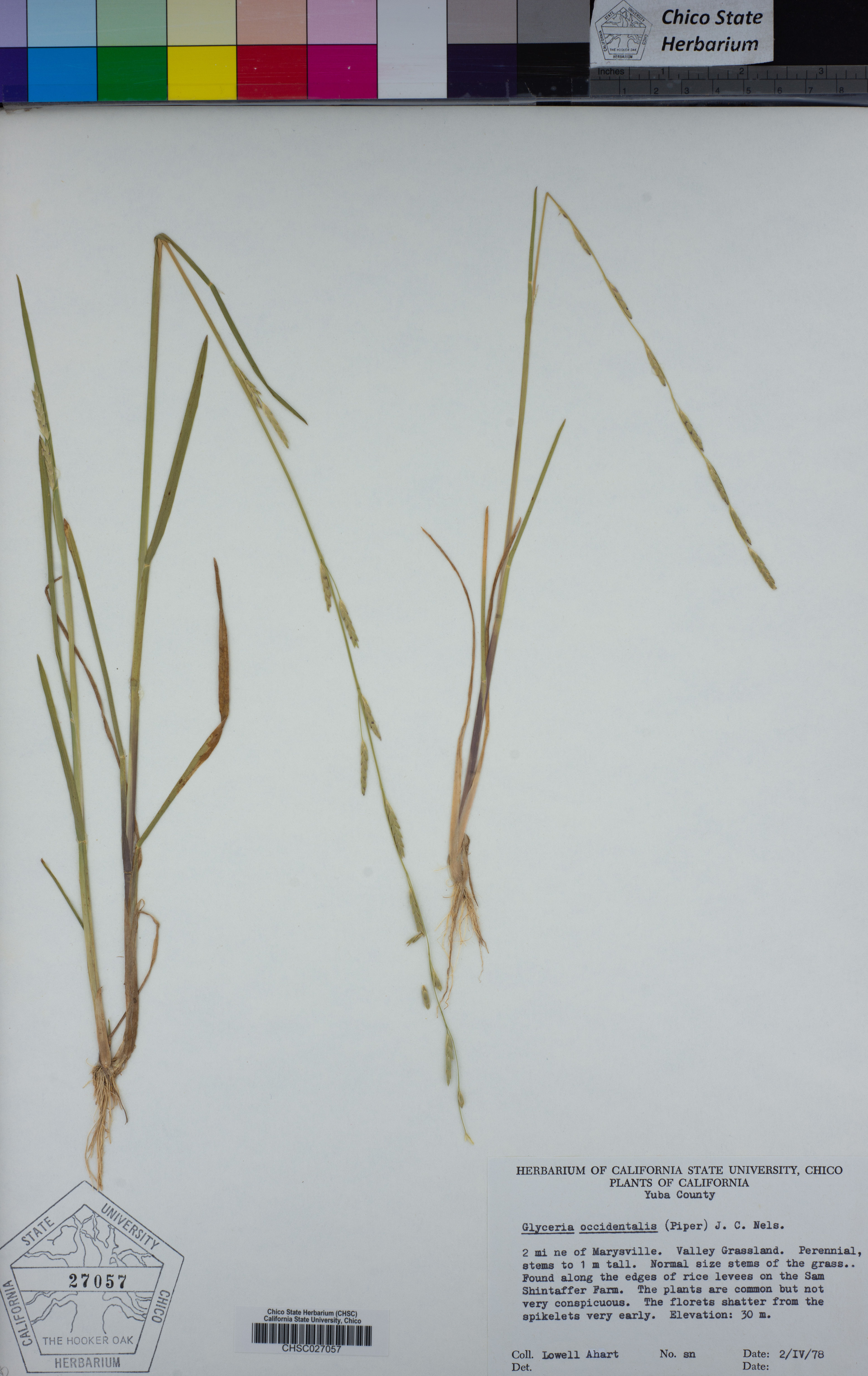 Glyceria occidentalis - 71