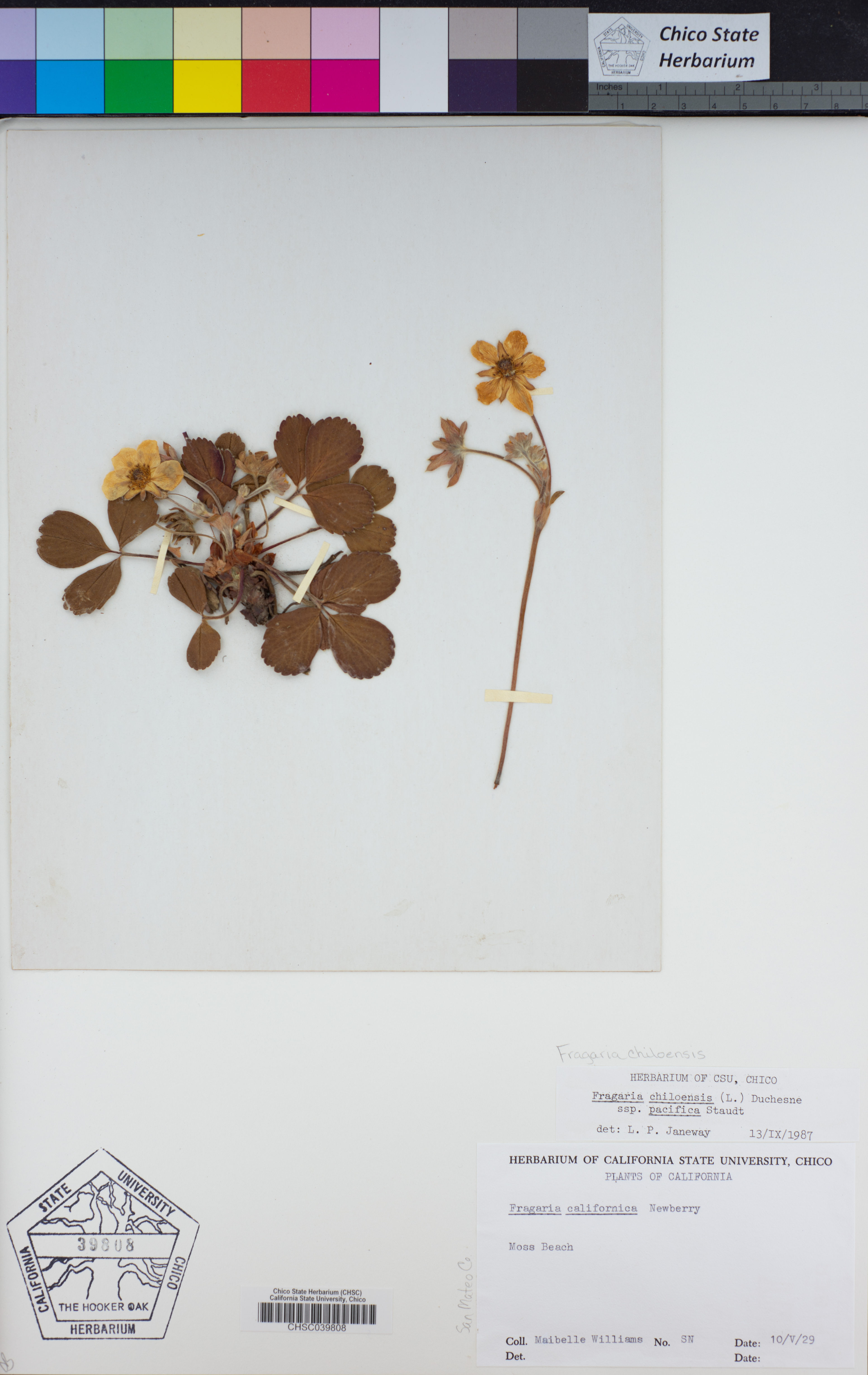 Fragaria chiloensis - 52