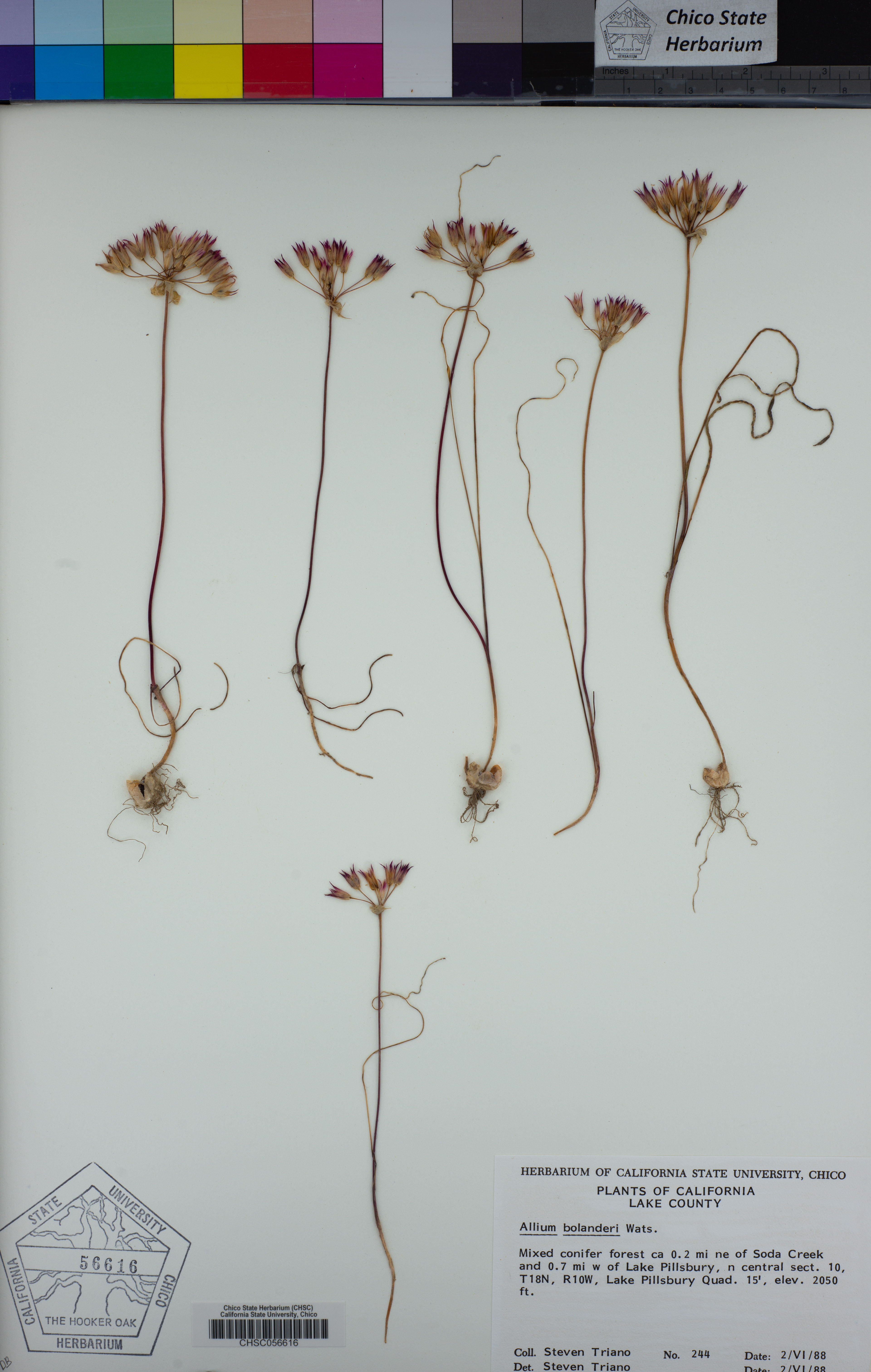 Allium bolanderi - 68