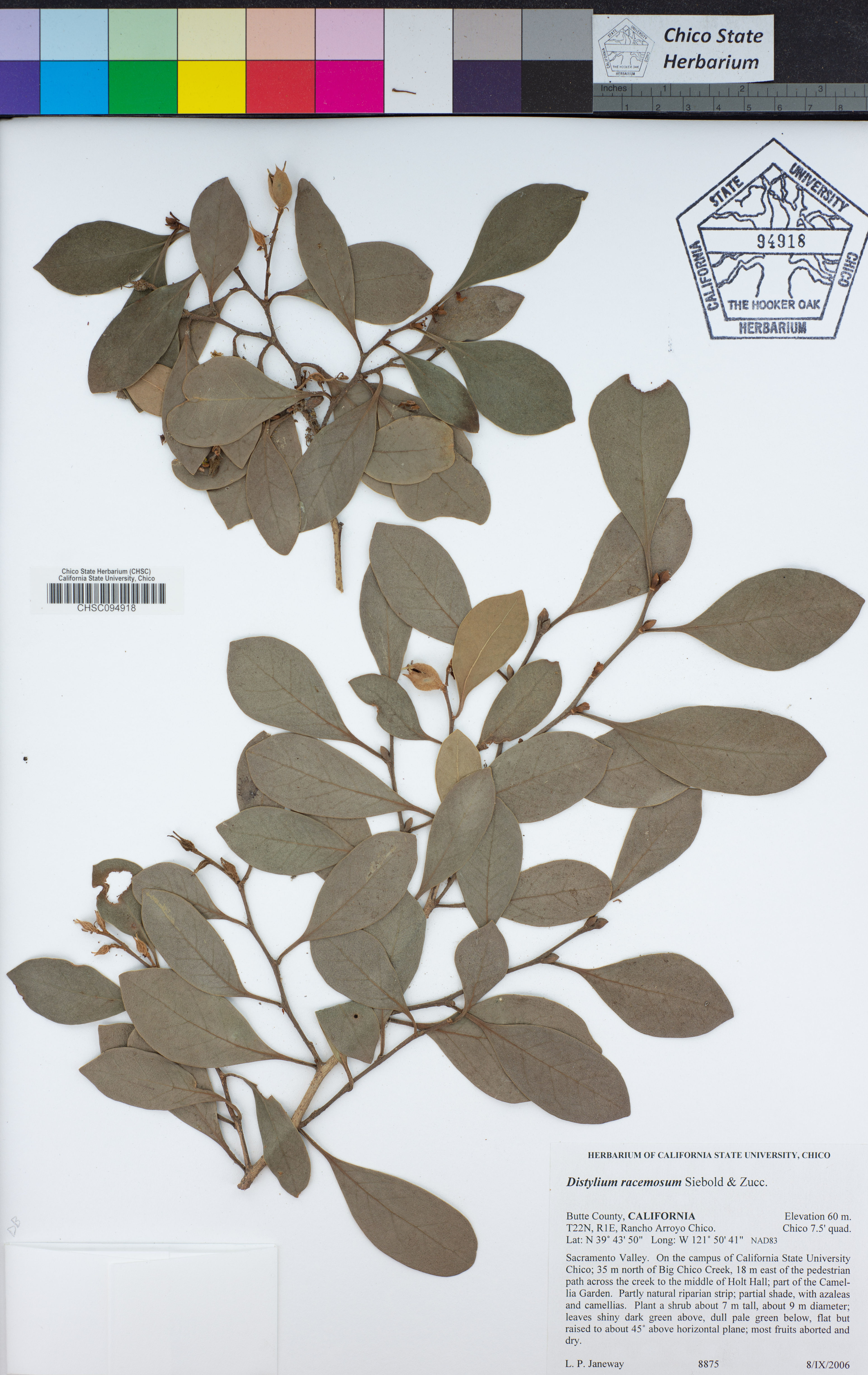 Distylium racemosum - 146