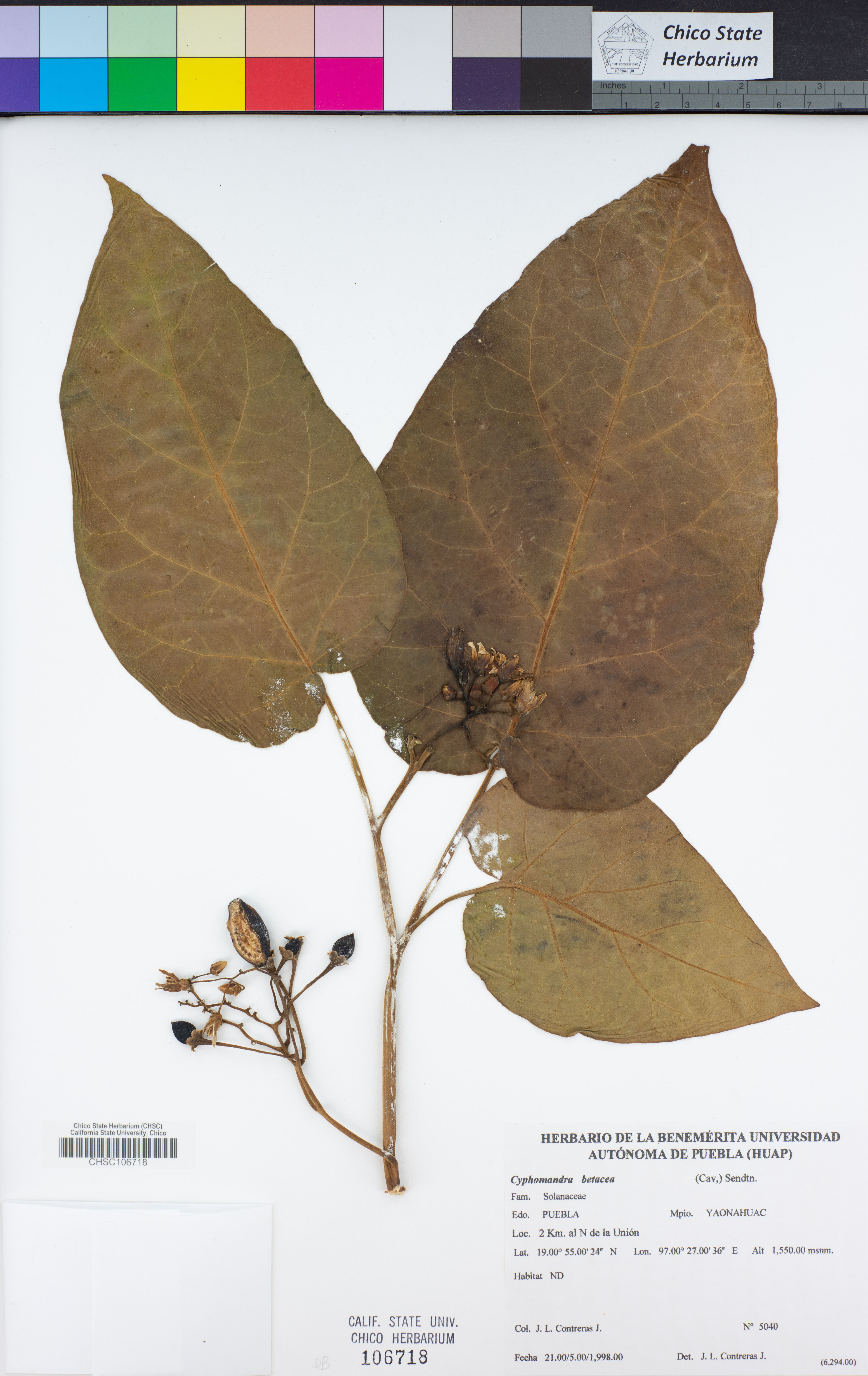 Cyphomandra betacea - 11