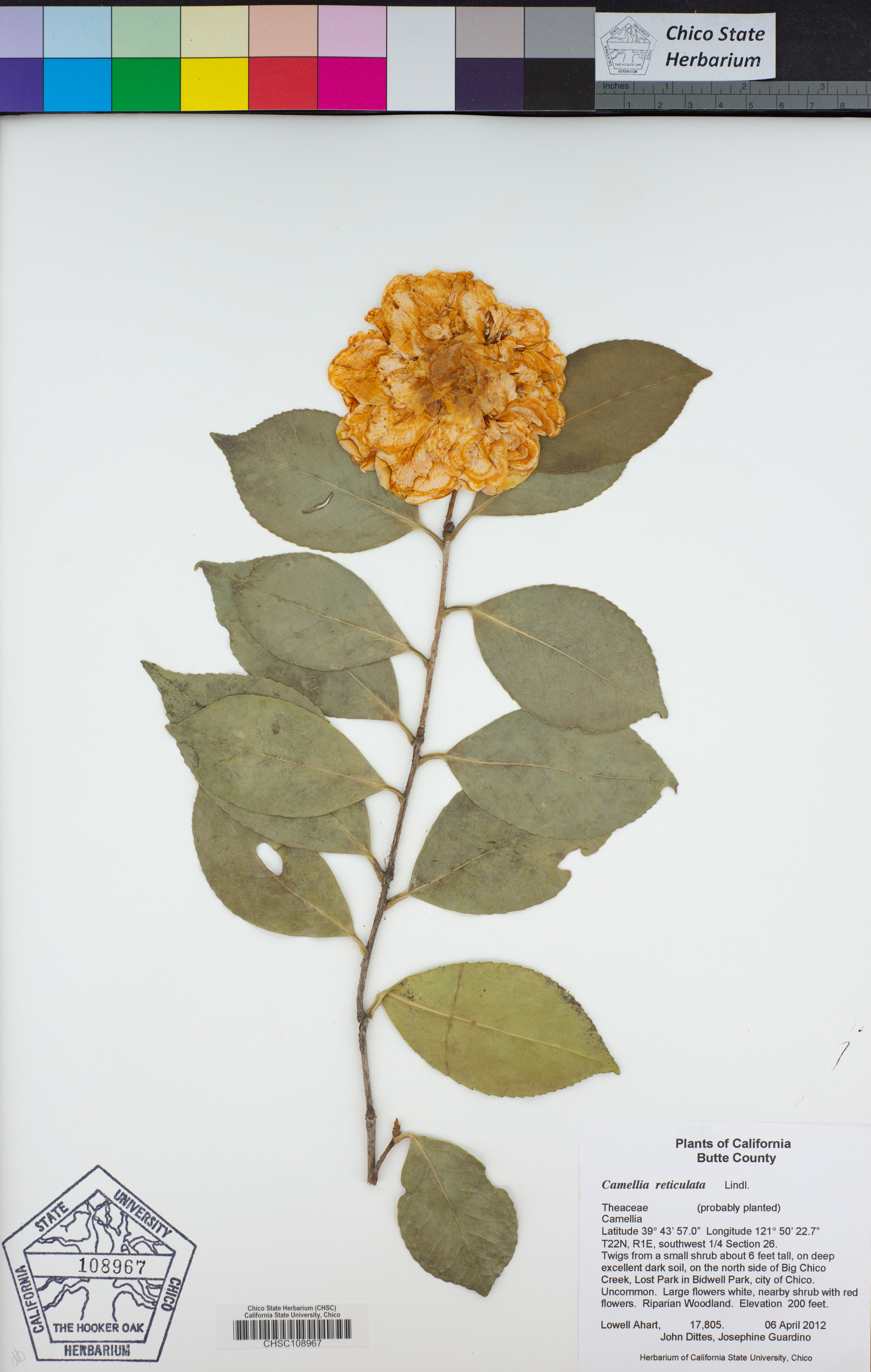Camellia reticulata - 23