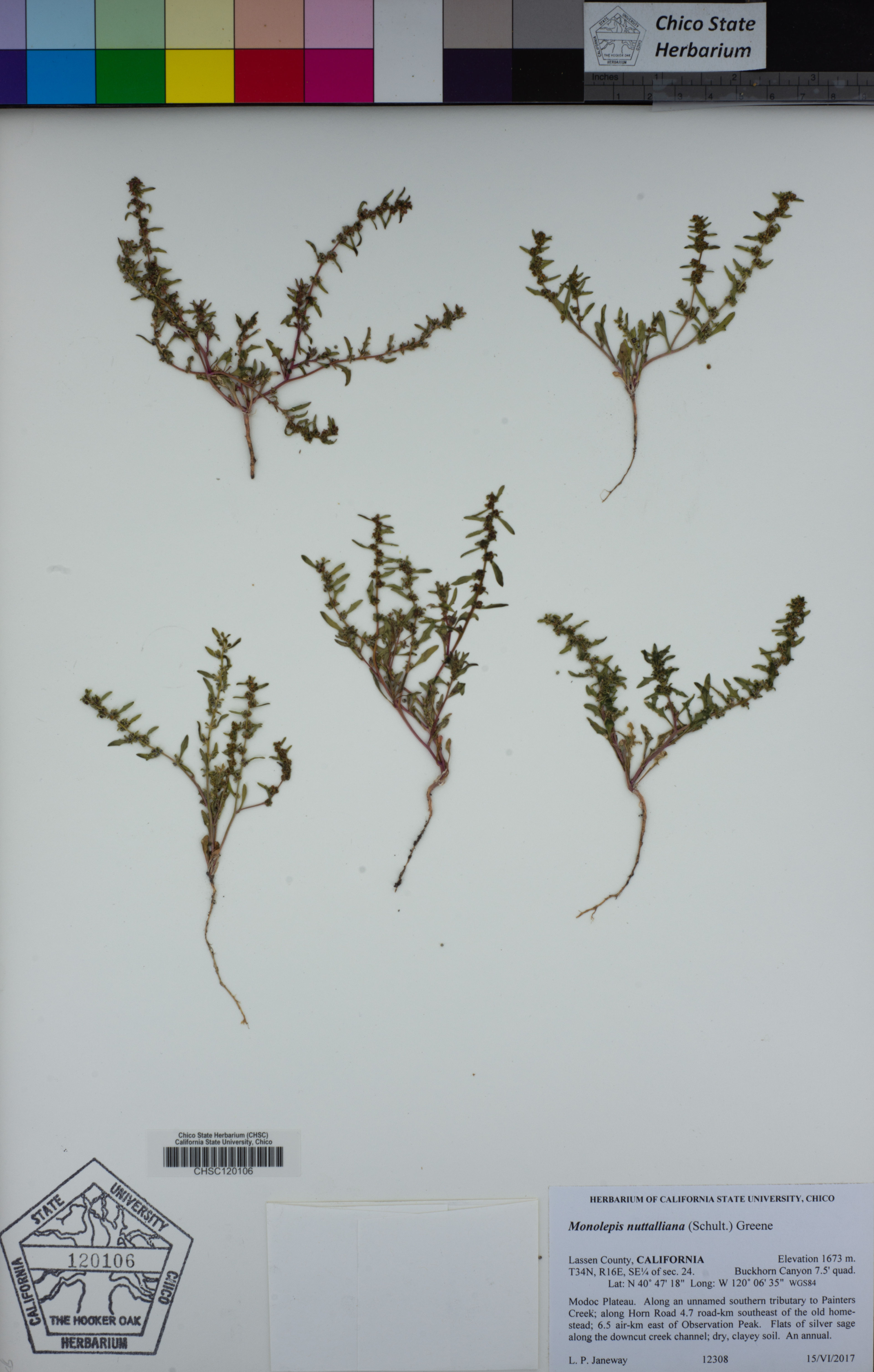 Monolepis nuttalliana - 73