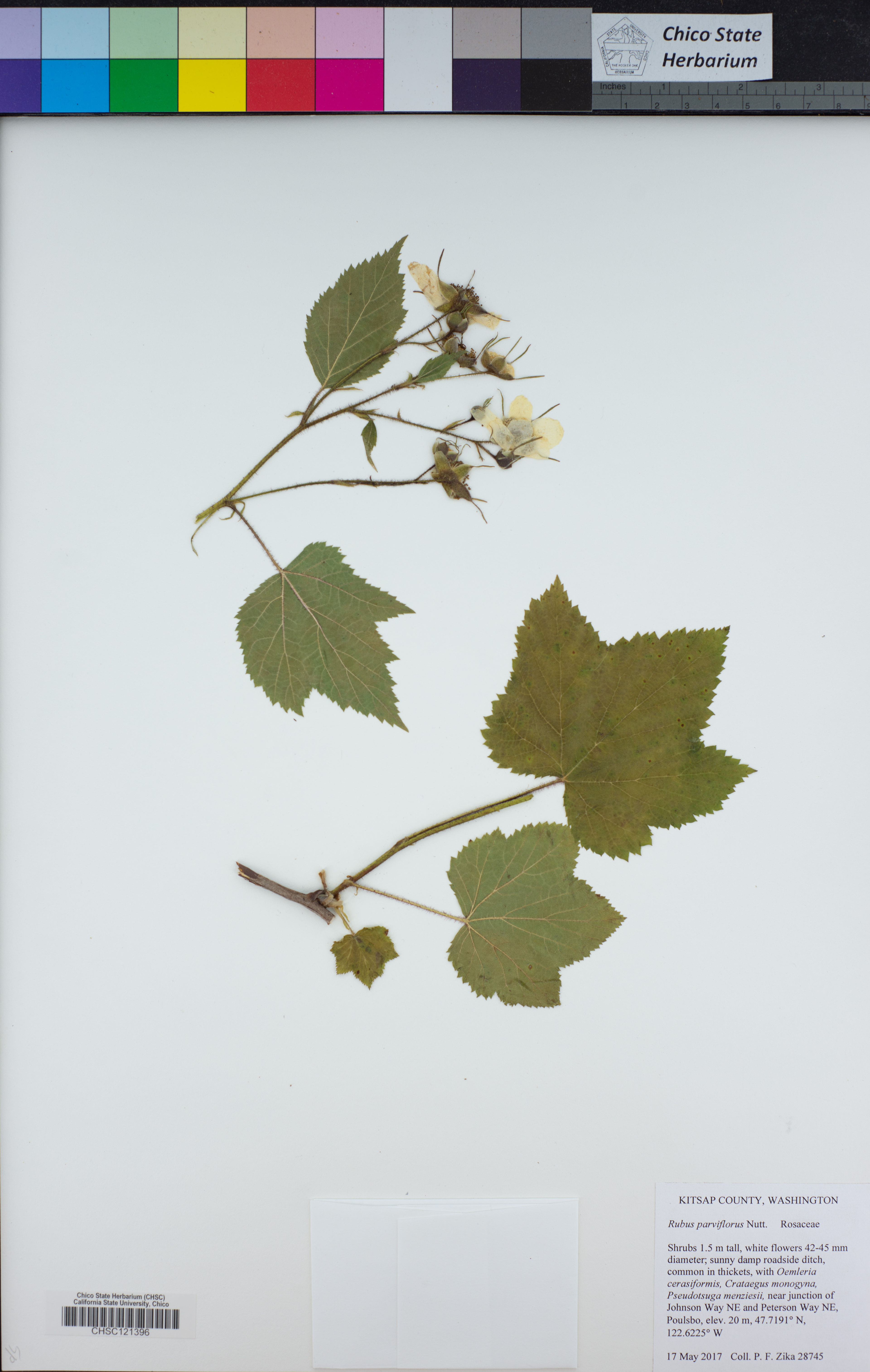 Rubus parviflorus - 592