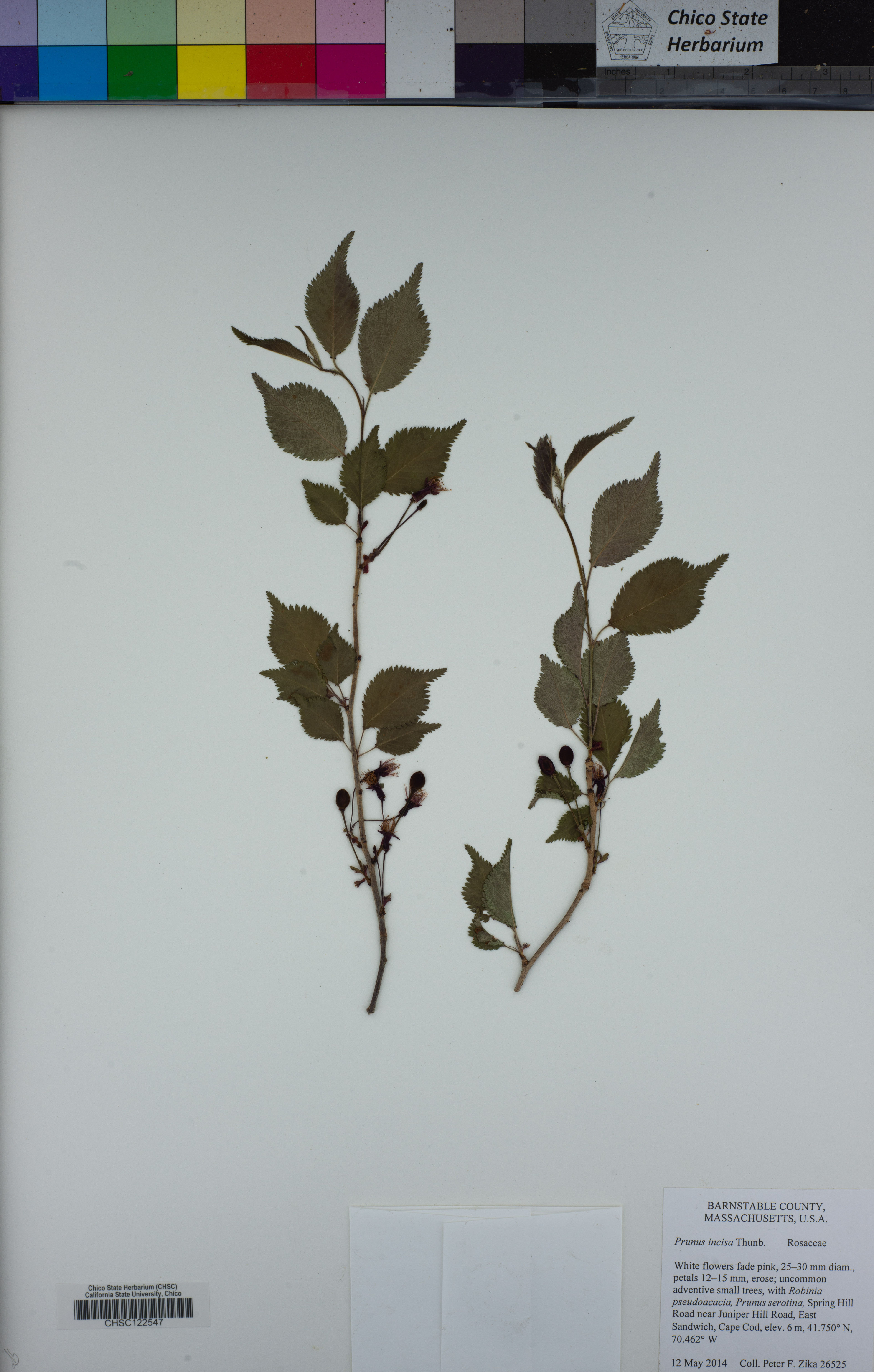 Prunus incisa - 25