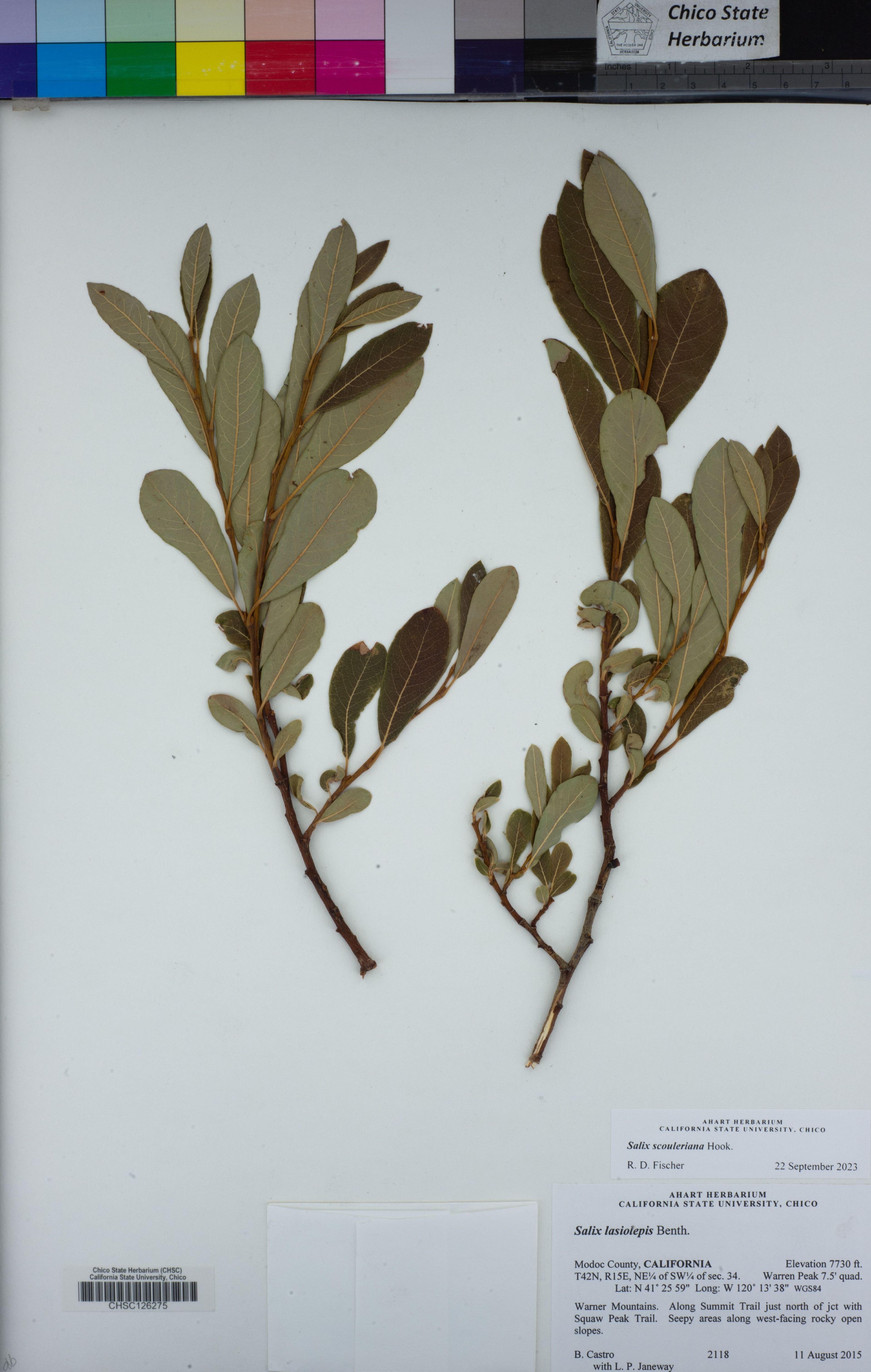 Salix scouleriana - 18