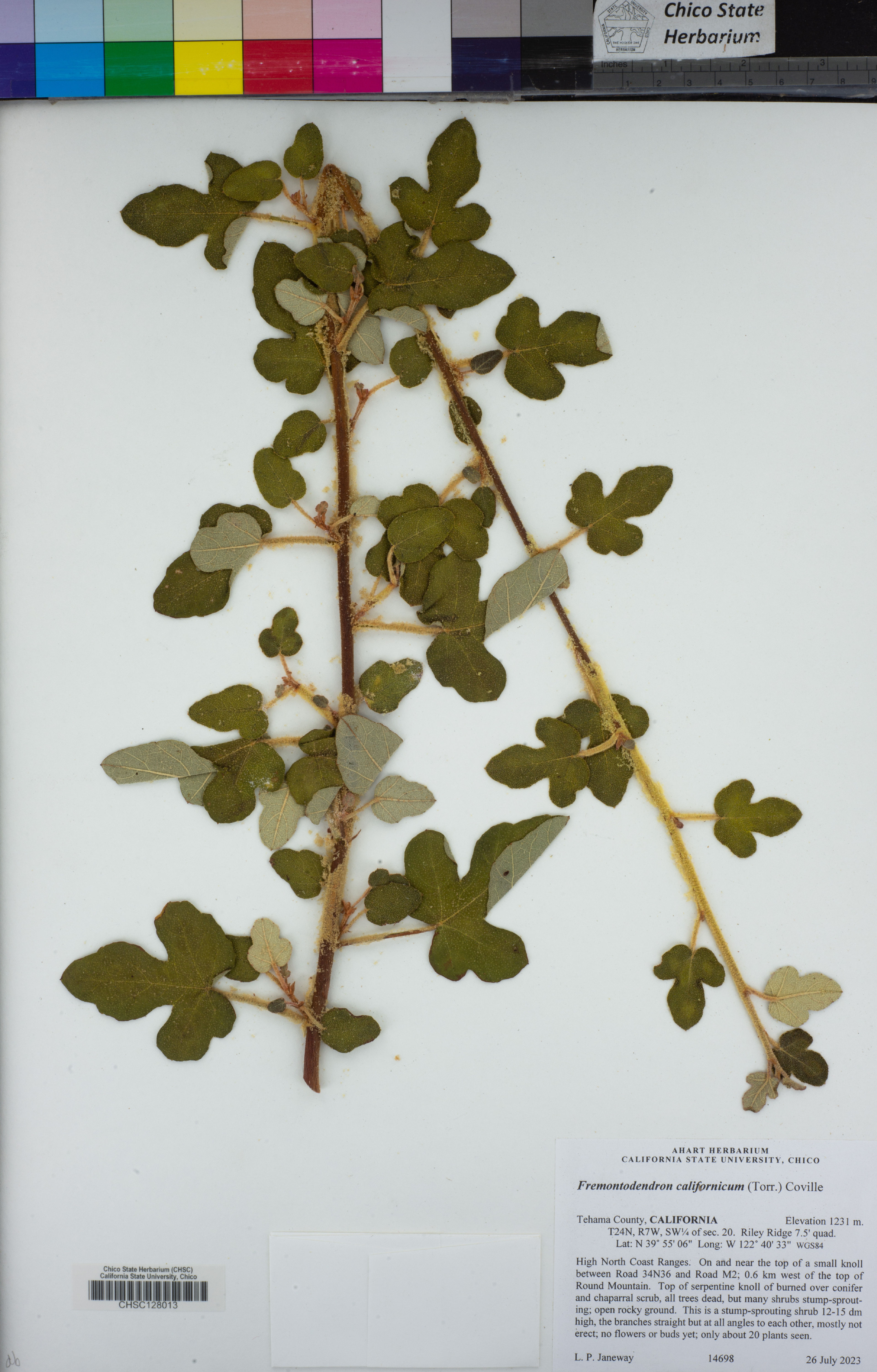 Fremontodendron californicum - 60