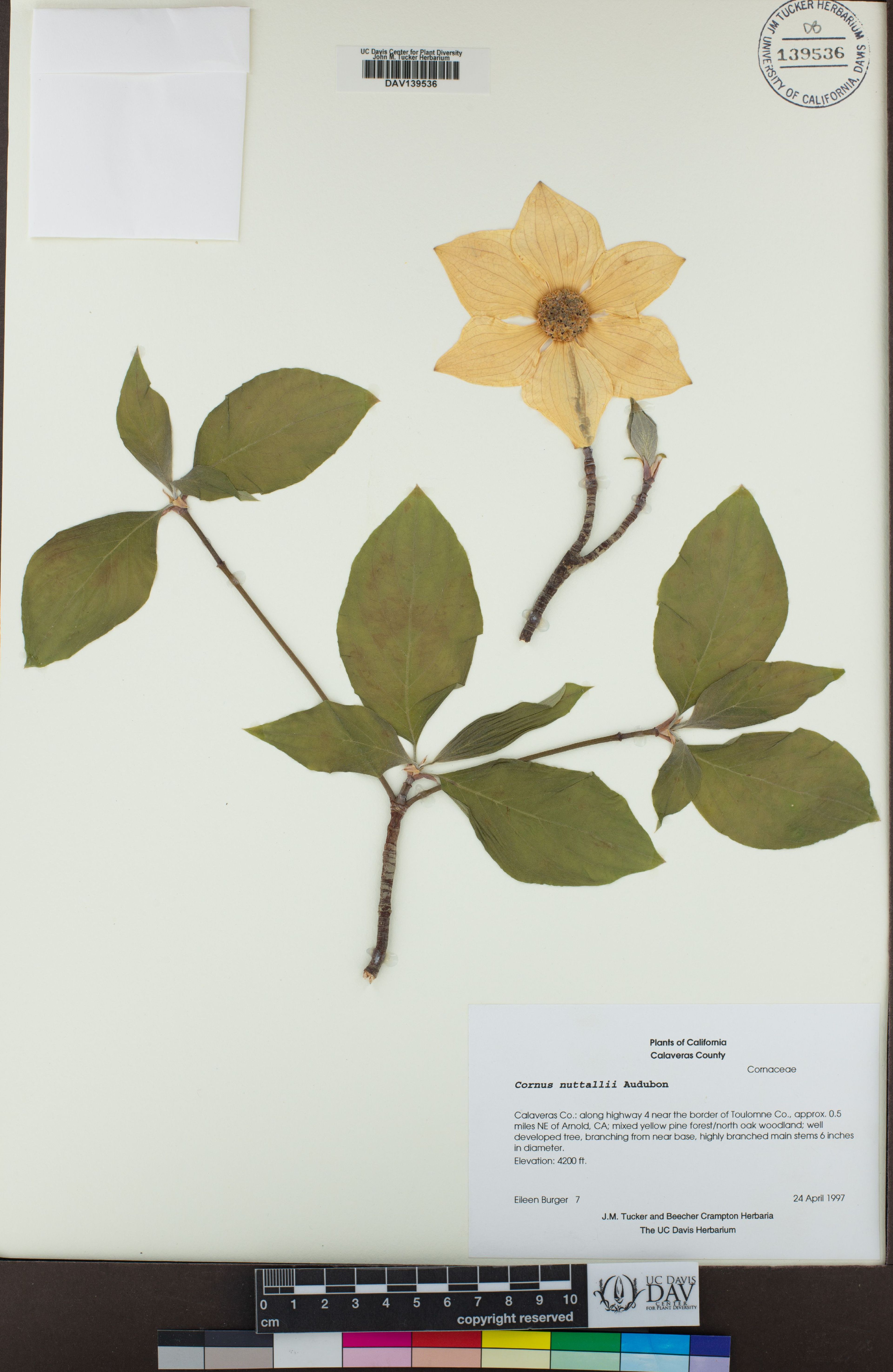 Cornus nuttallii - 32