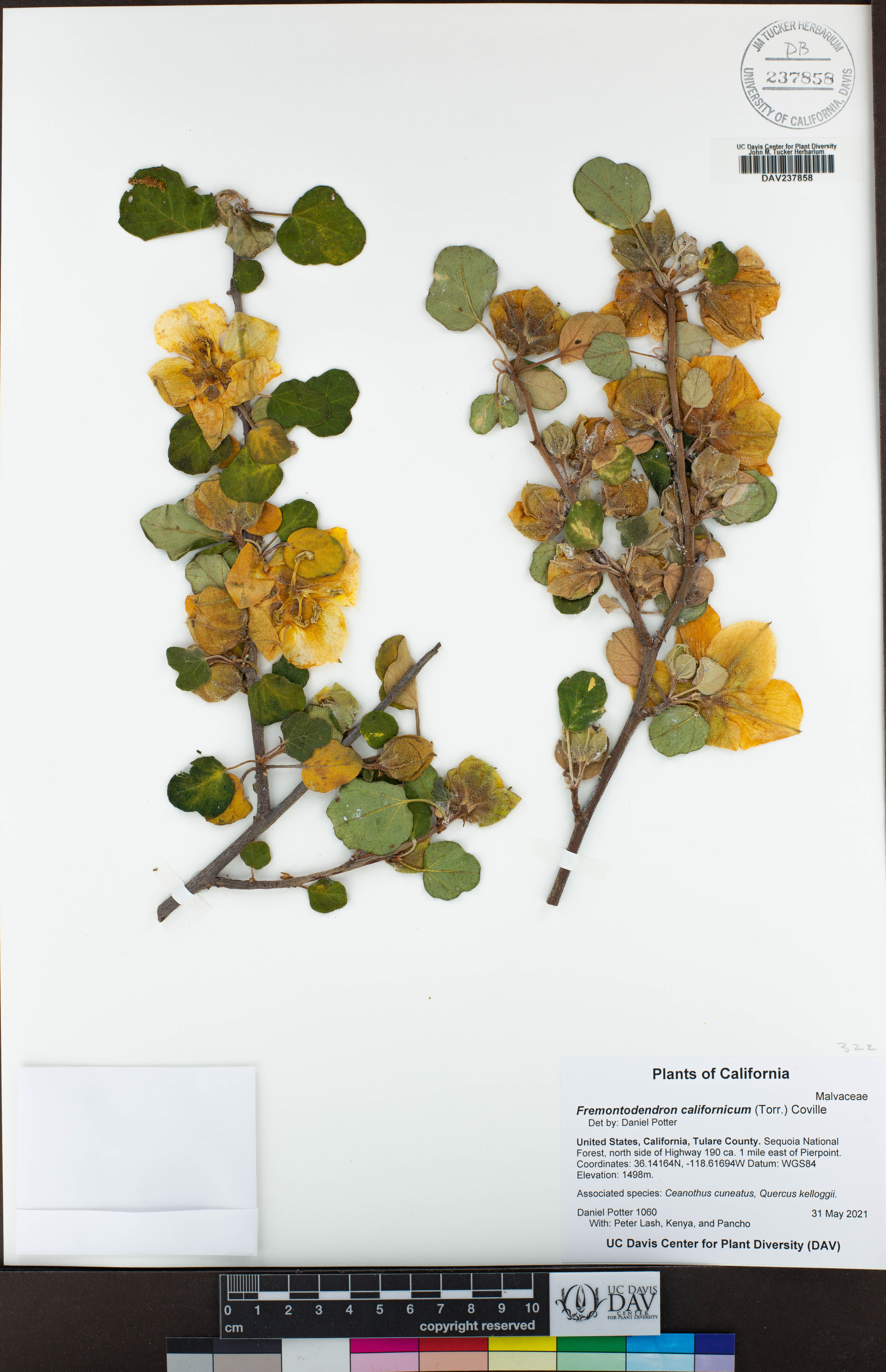 Fremontodendron californicum - 69