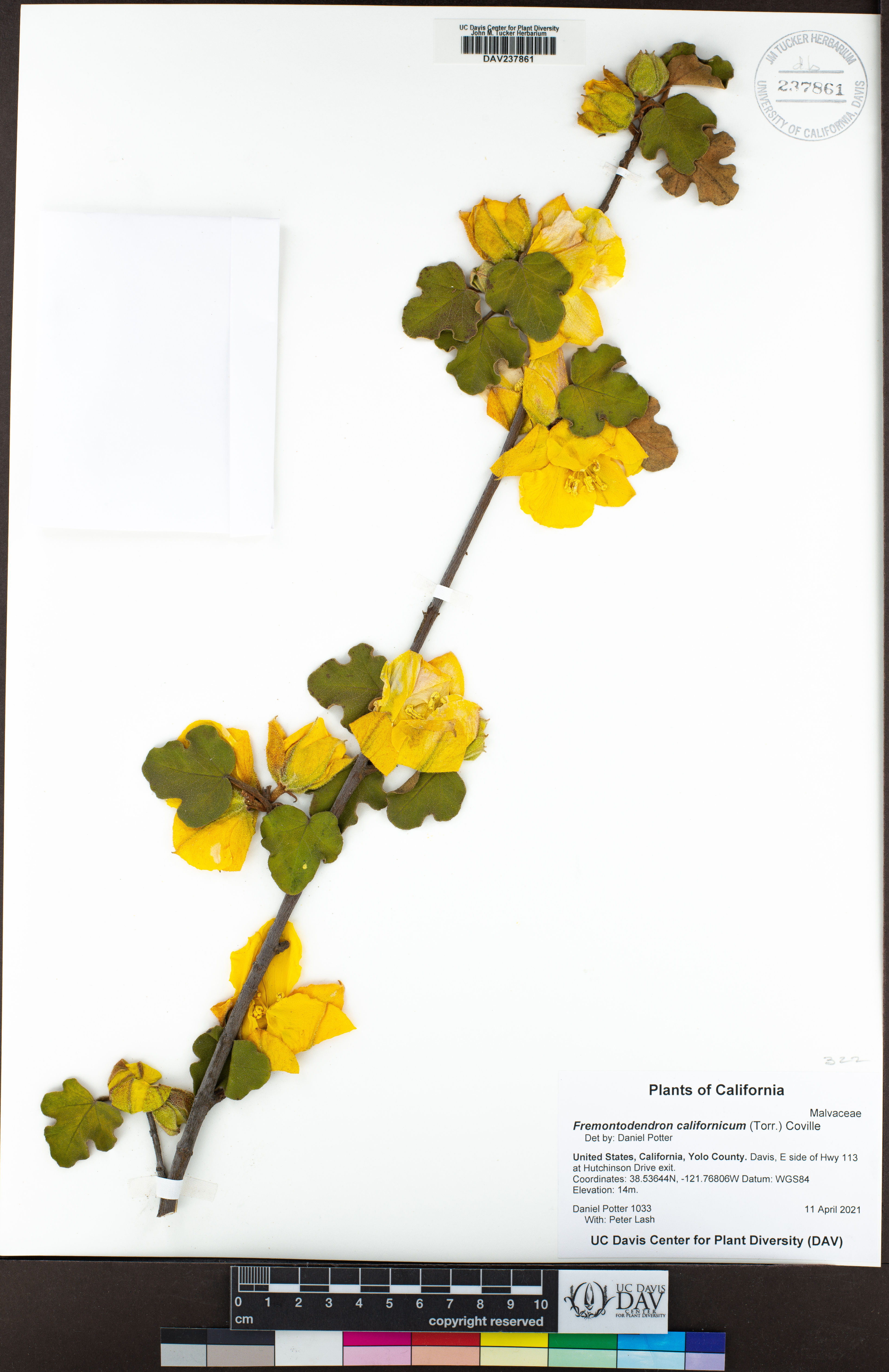 Fremontodendron californicum - 29