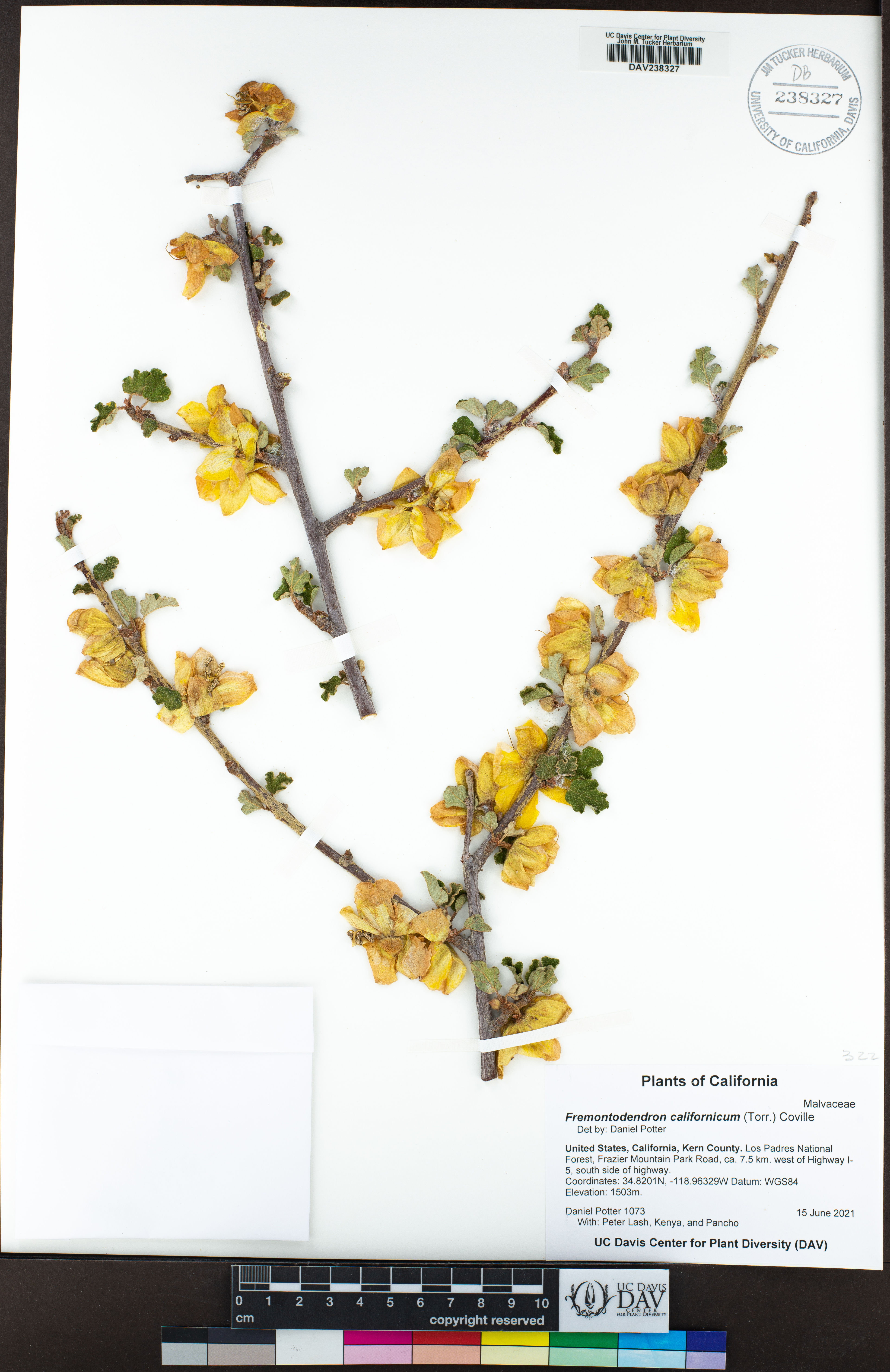 Fremontodendron californicum - 10