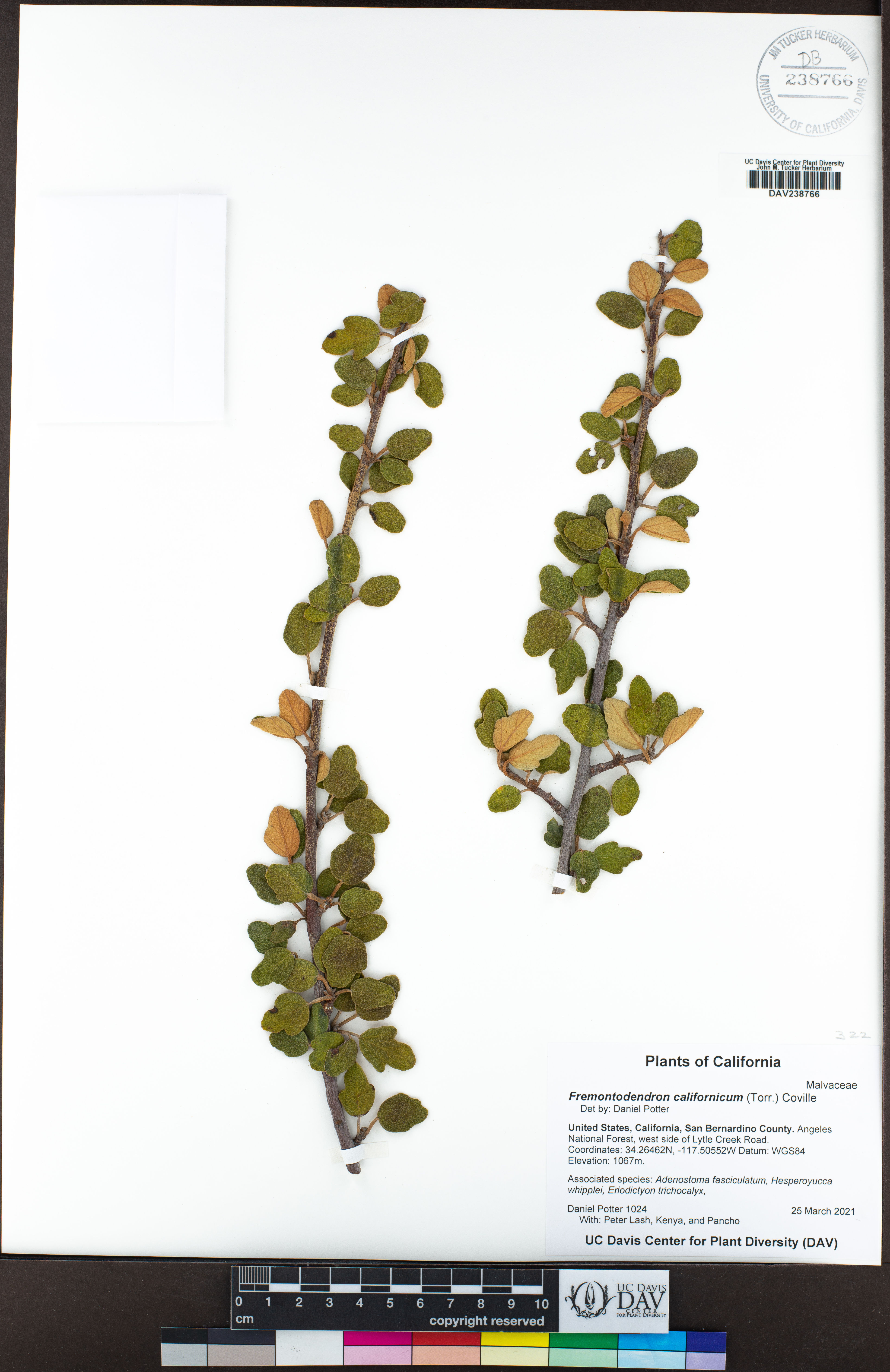 Fremontodendron californicum - 75