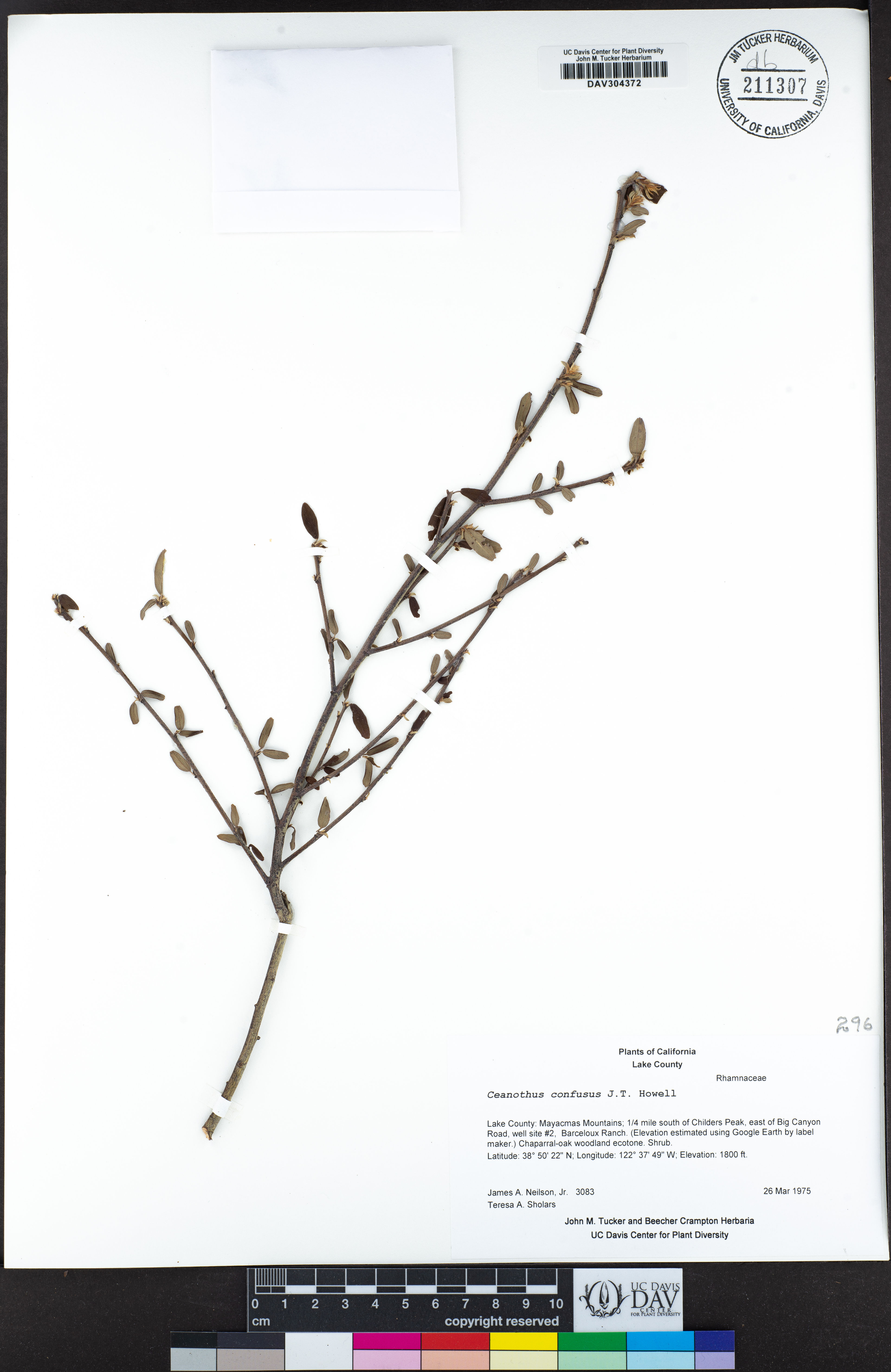 Ceanothus divergens - 157