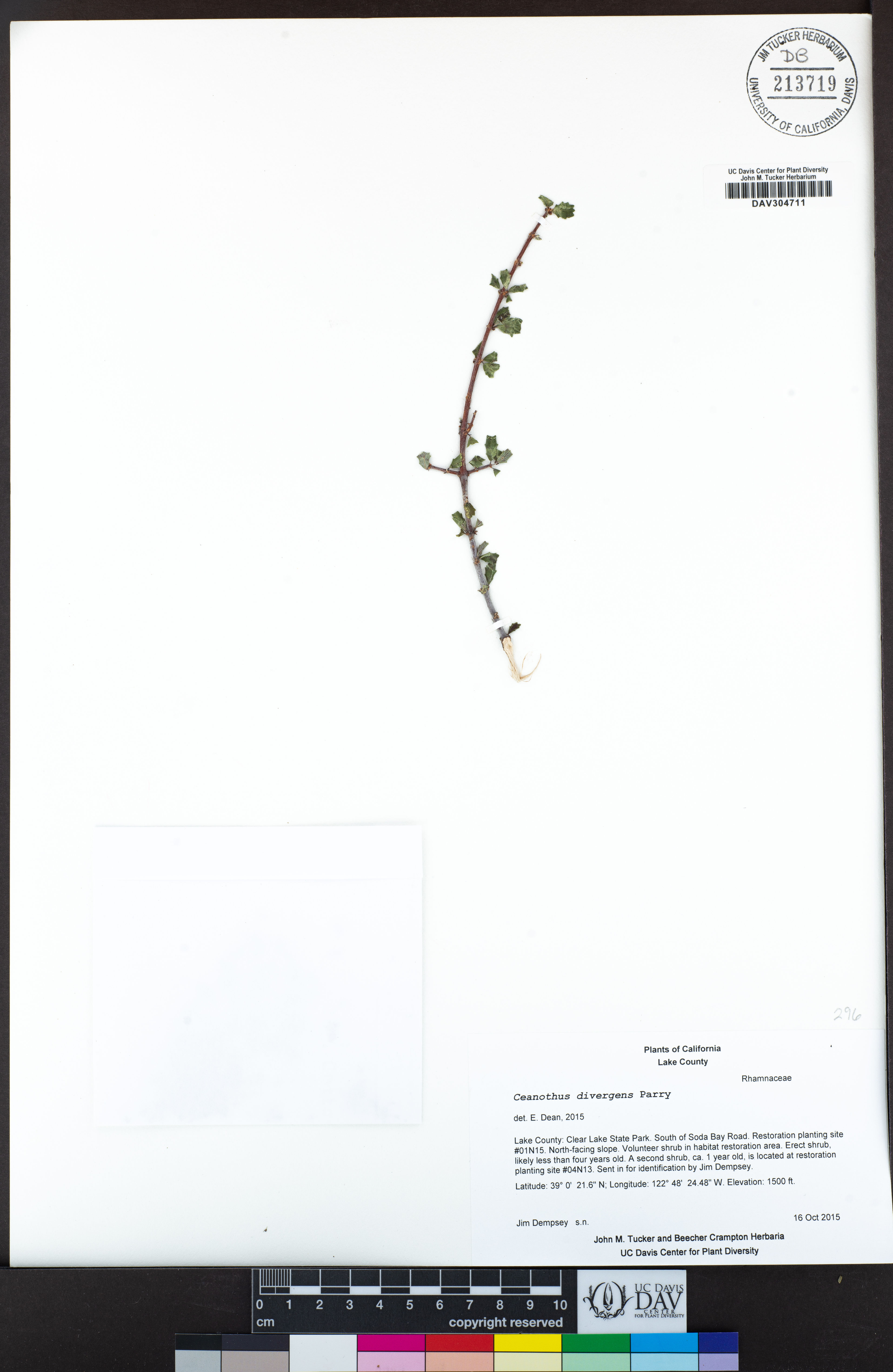 Ceanothus divergens - 202