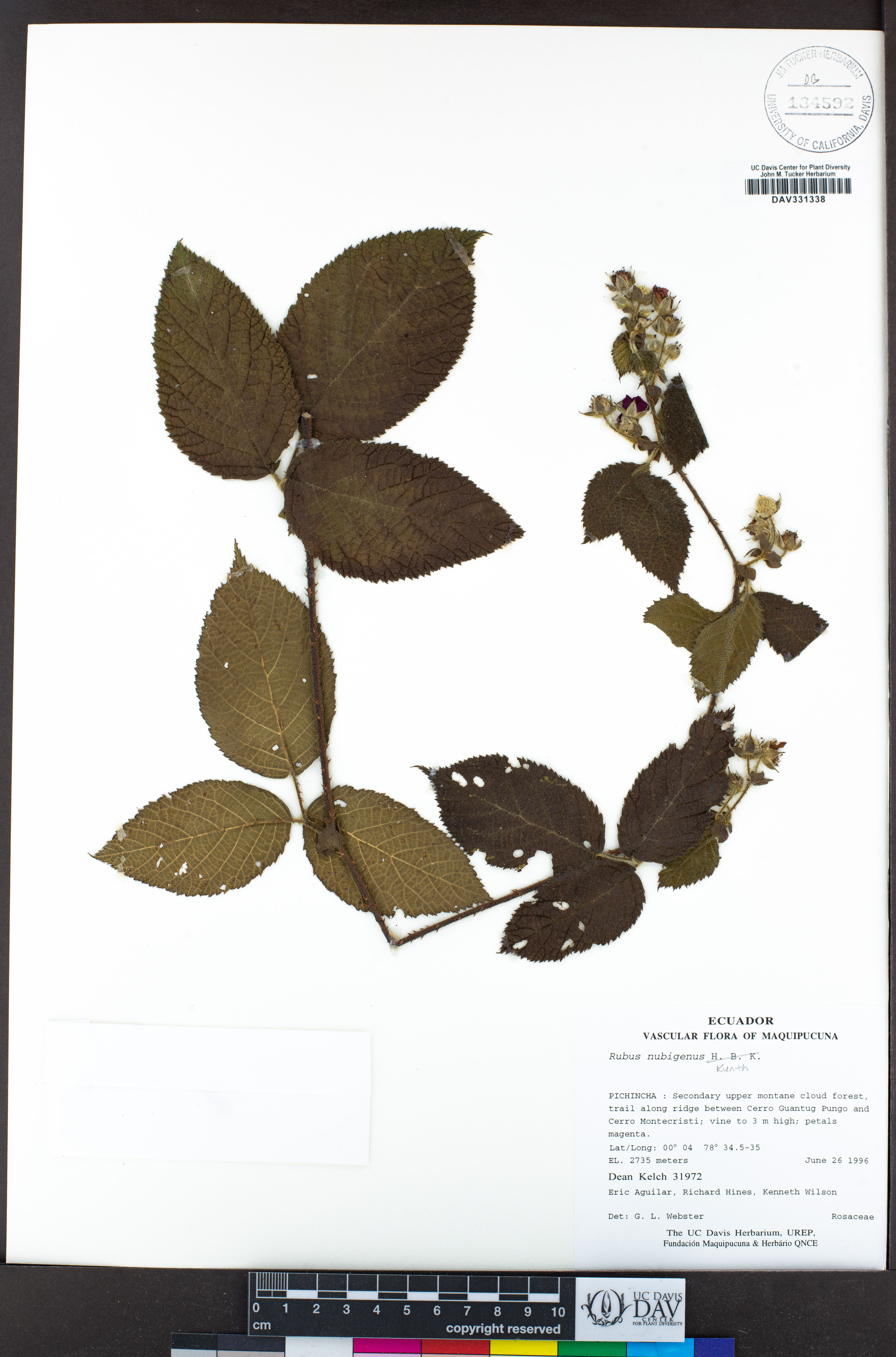 Rubus nubigenus - 70