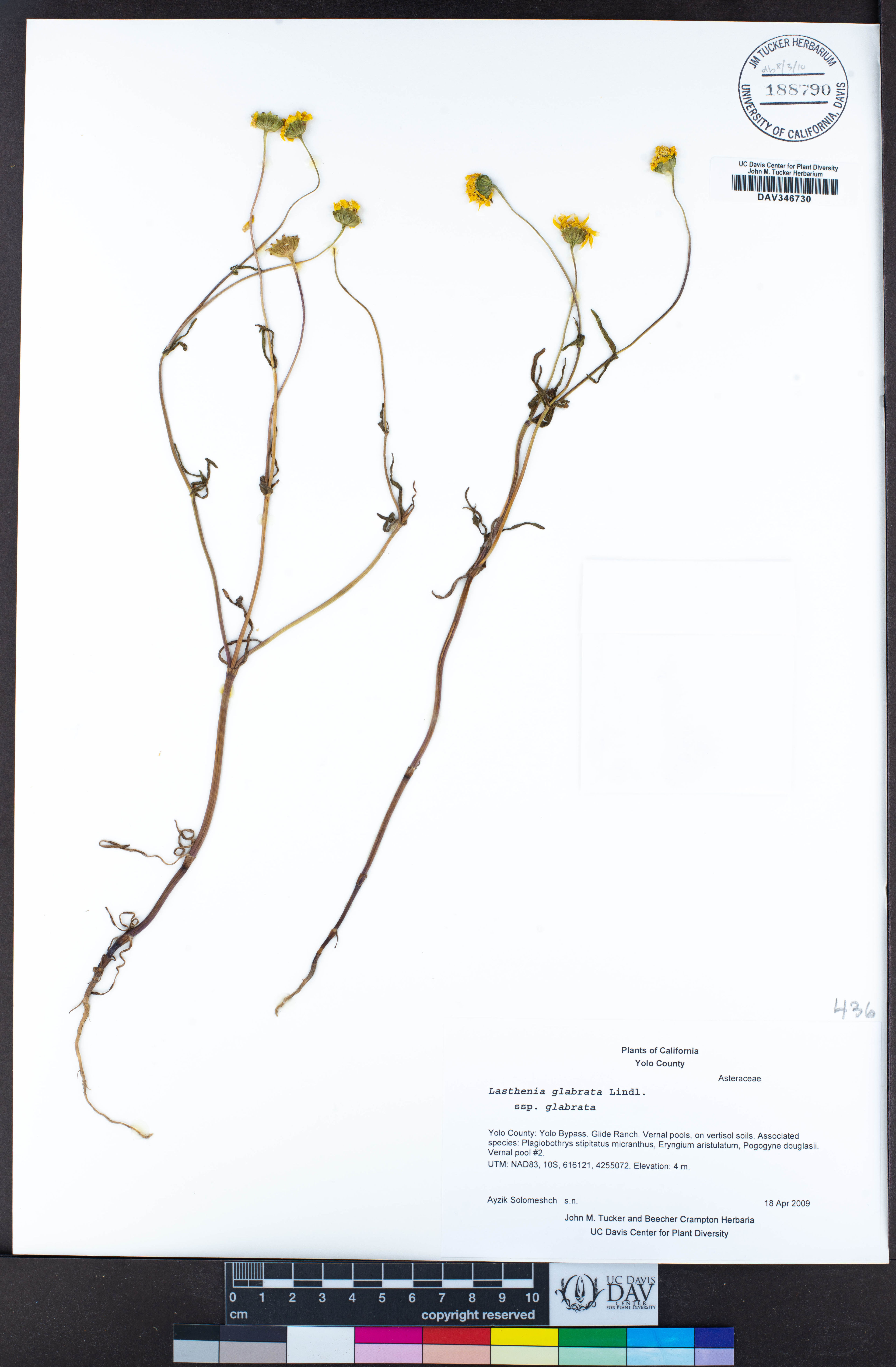 Lasthenia glabrata - 178