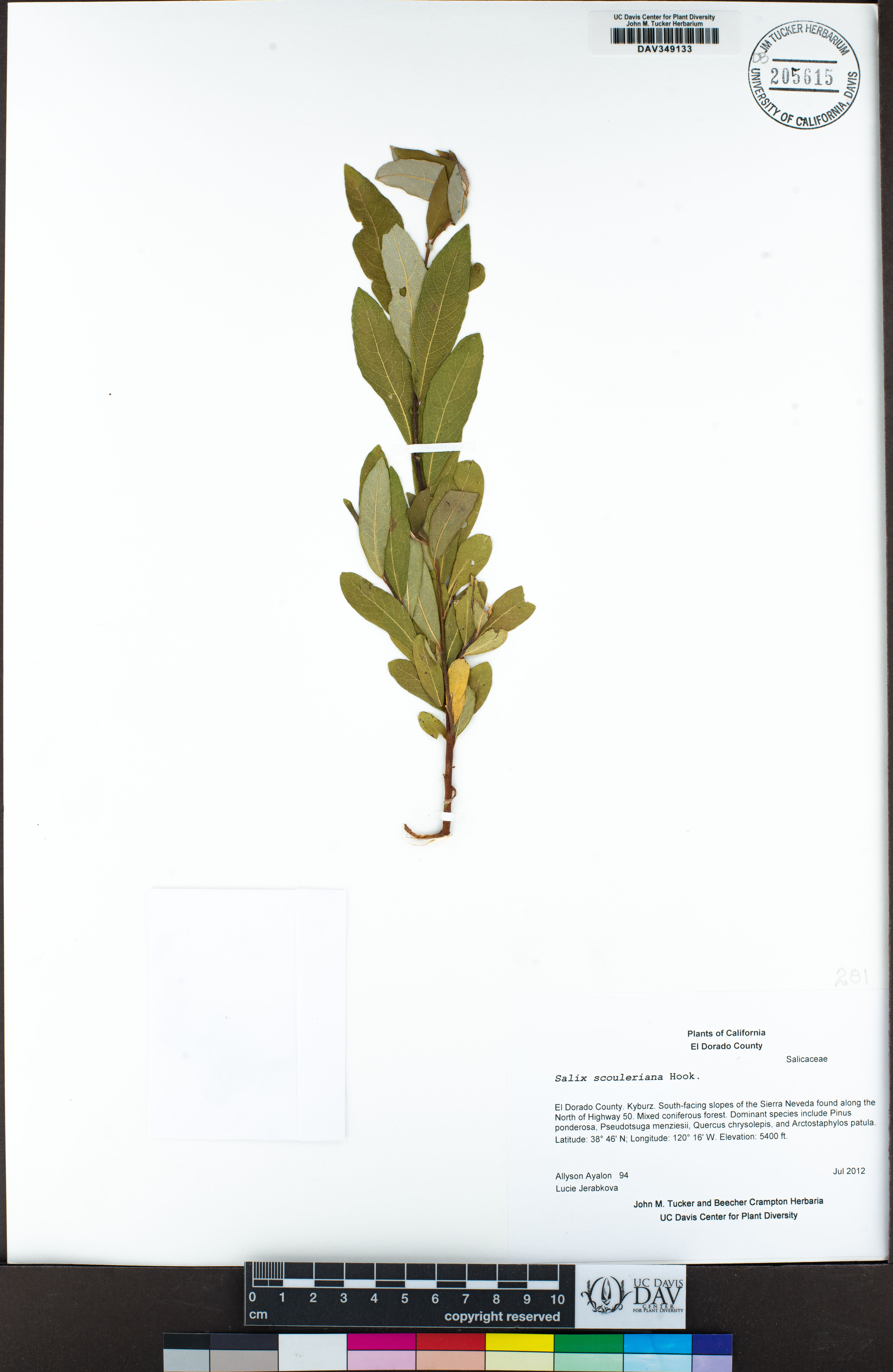 Salix scouleriana - 5