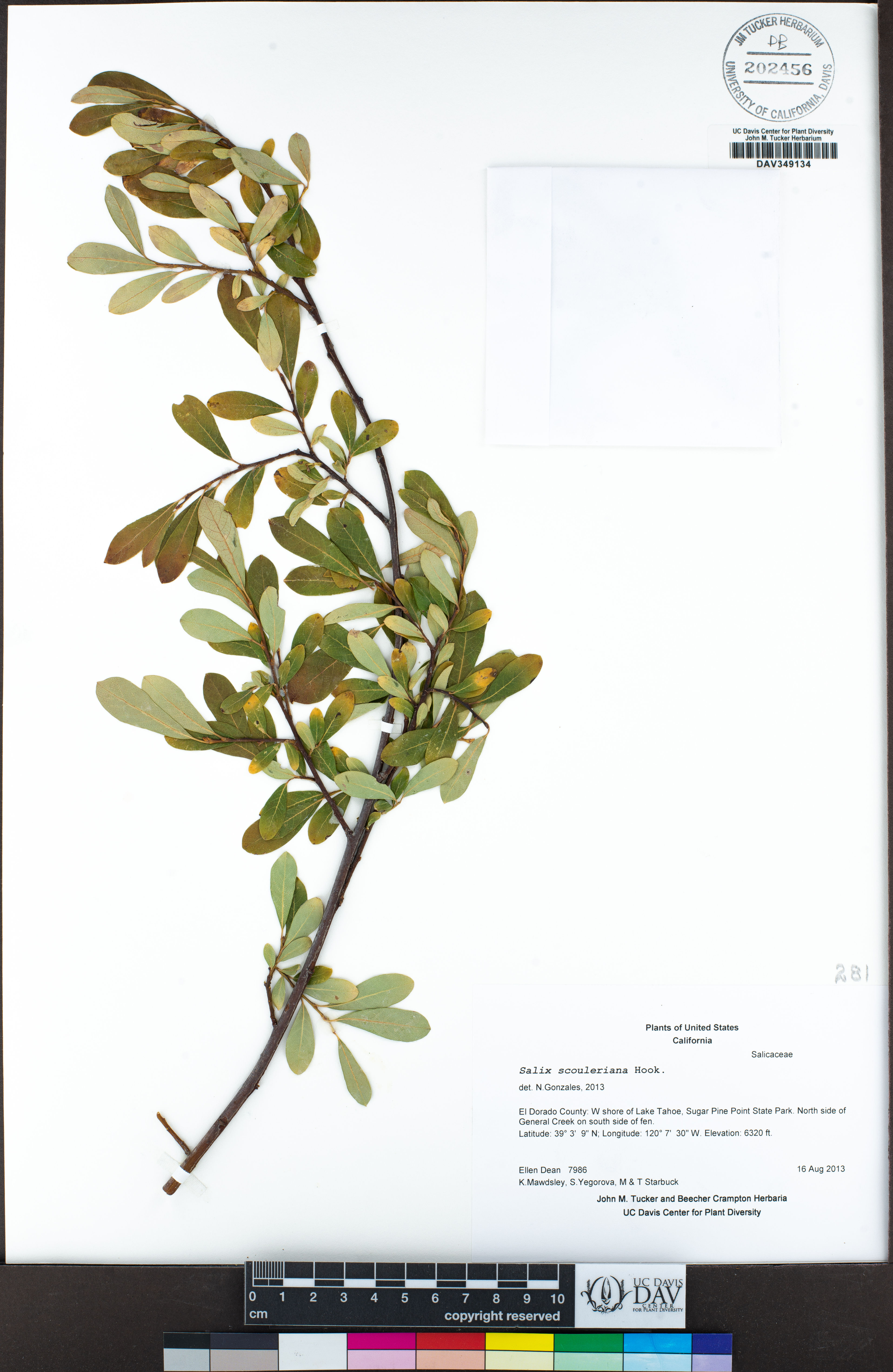 Salix scouleriana - 76