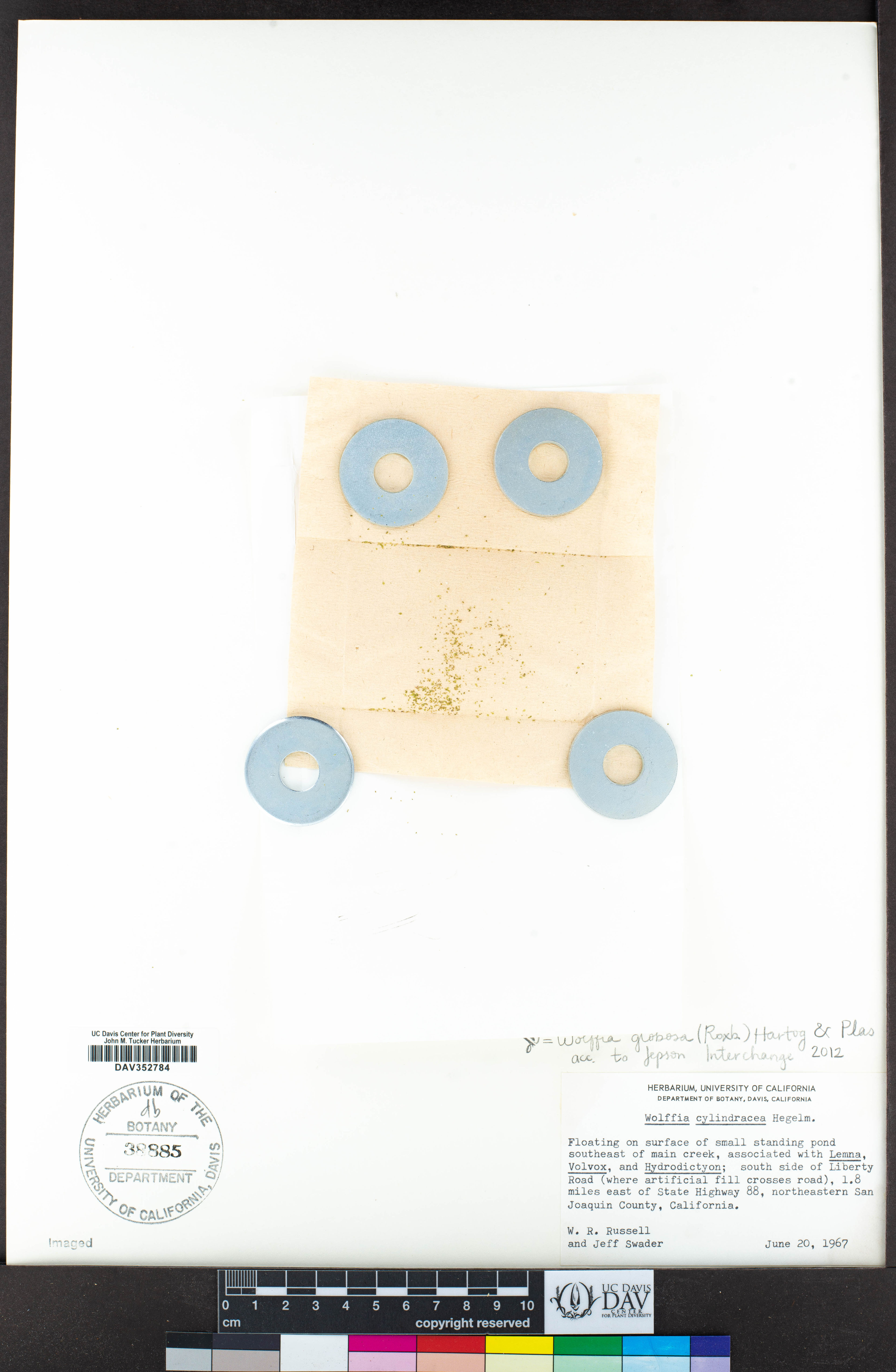 Wolffia globosa - 106