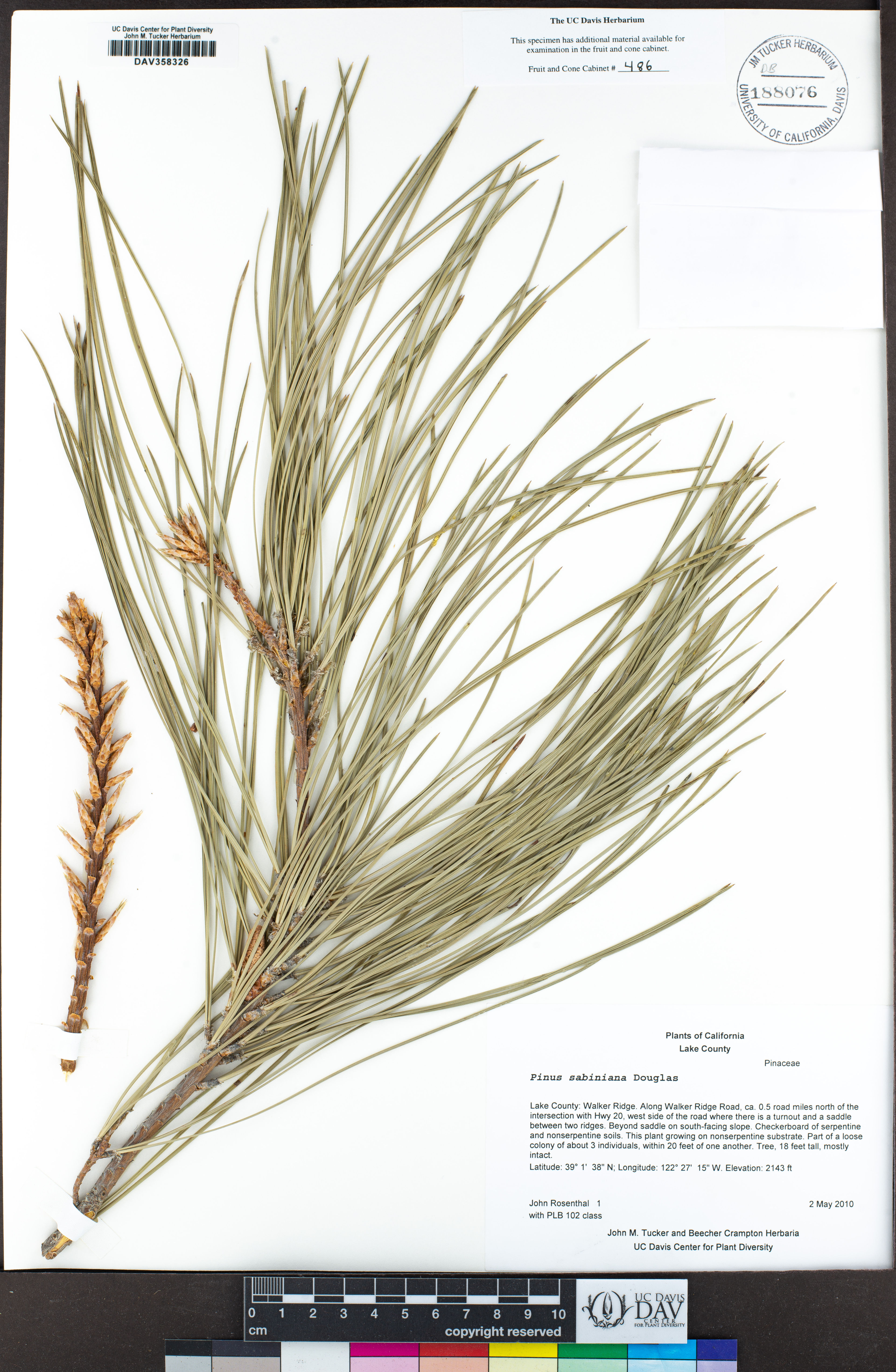 Pinus sabiniana - 15