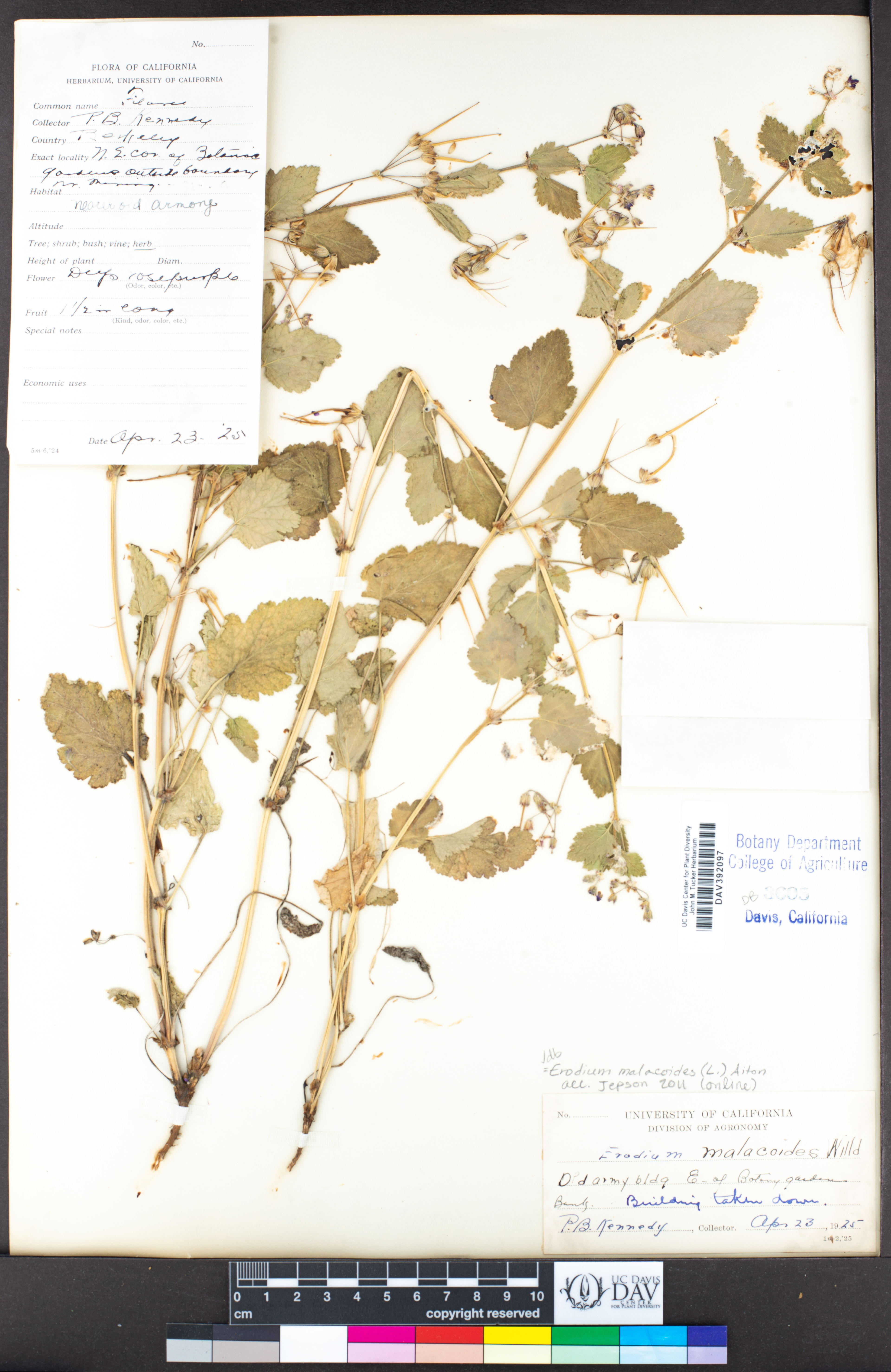 Erodium malacoides - 1