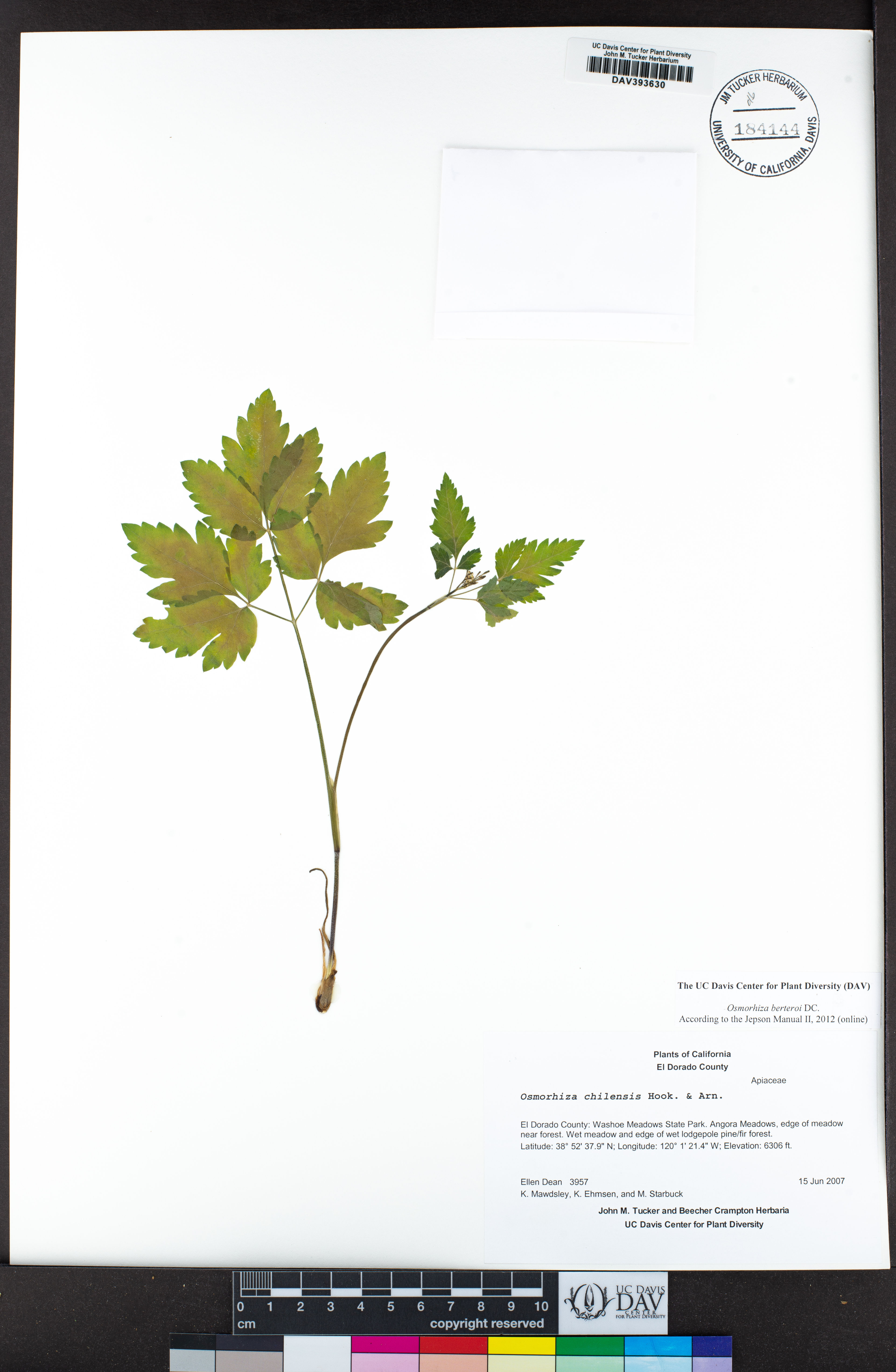 Osmorhiza chilensis - 43