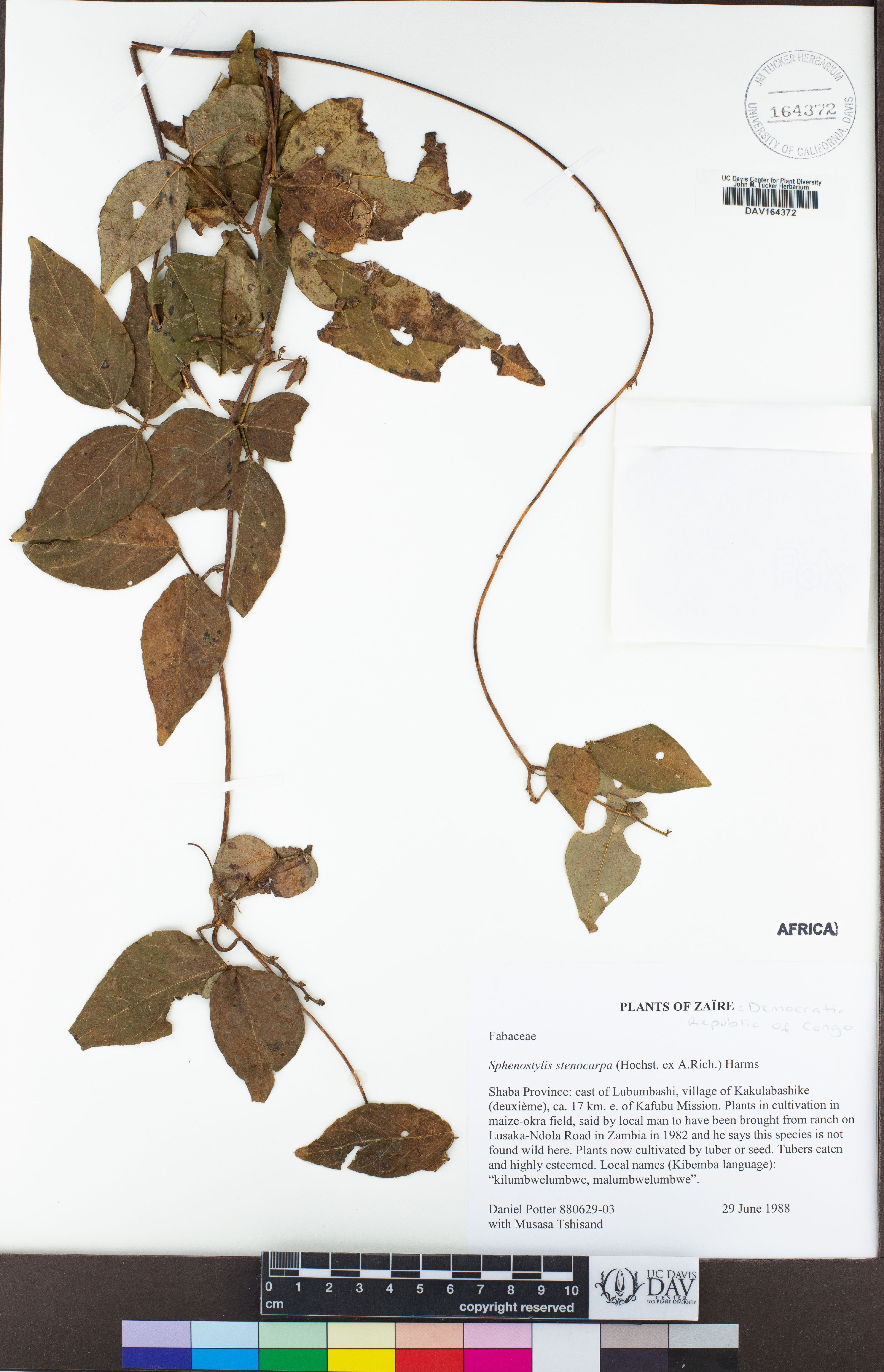 Sphenostylis stenocarpa - 102