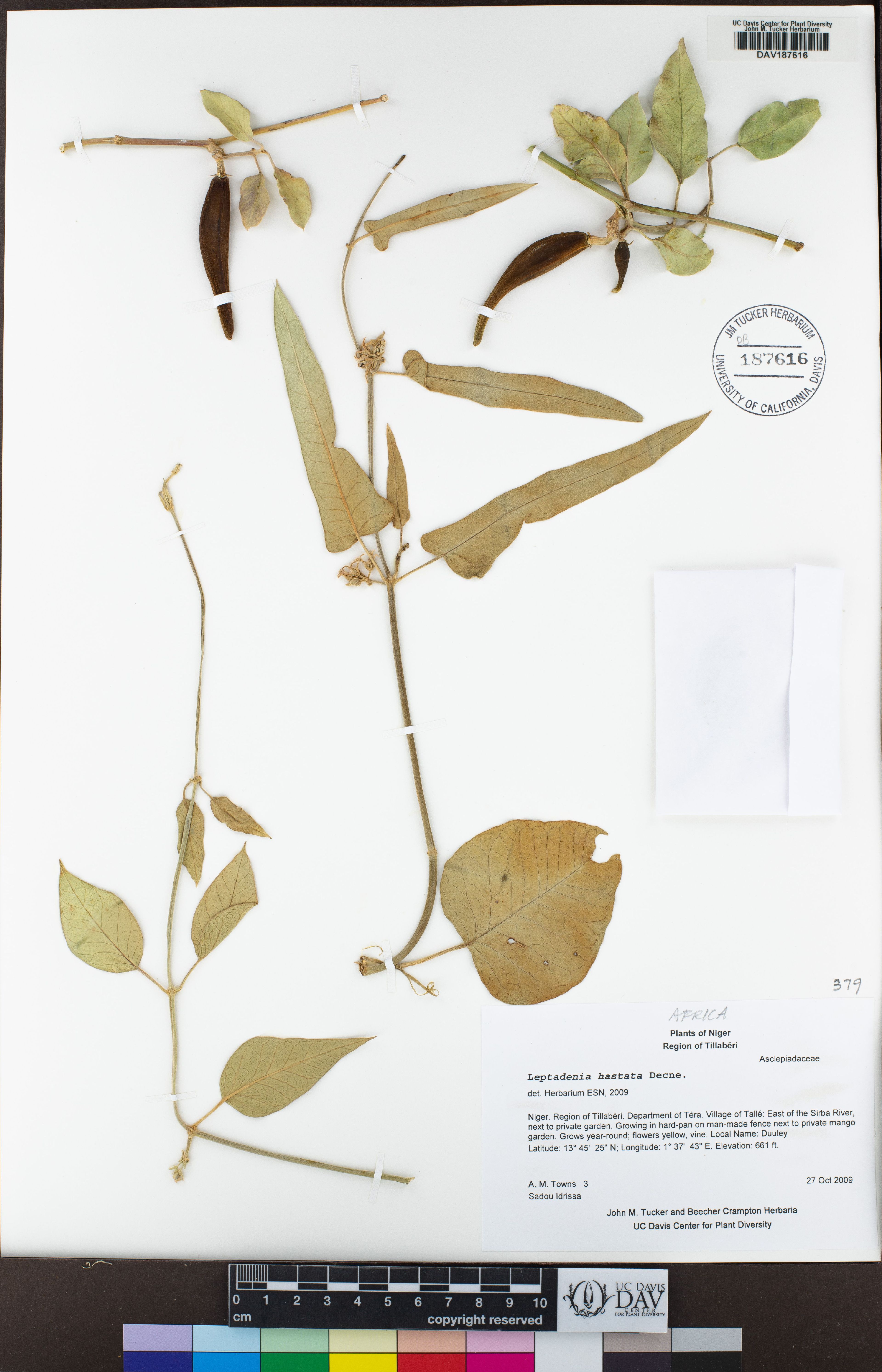 Leptadenia hastata - 22