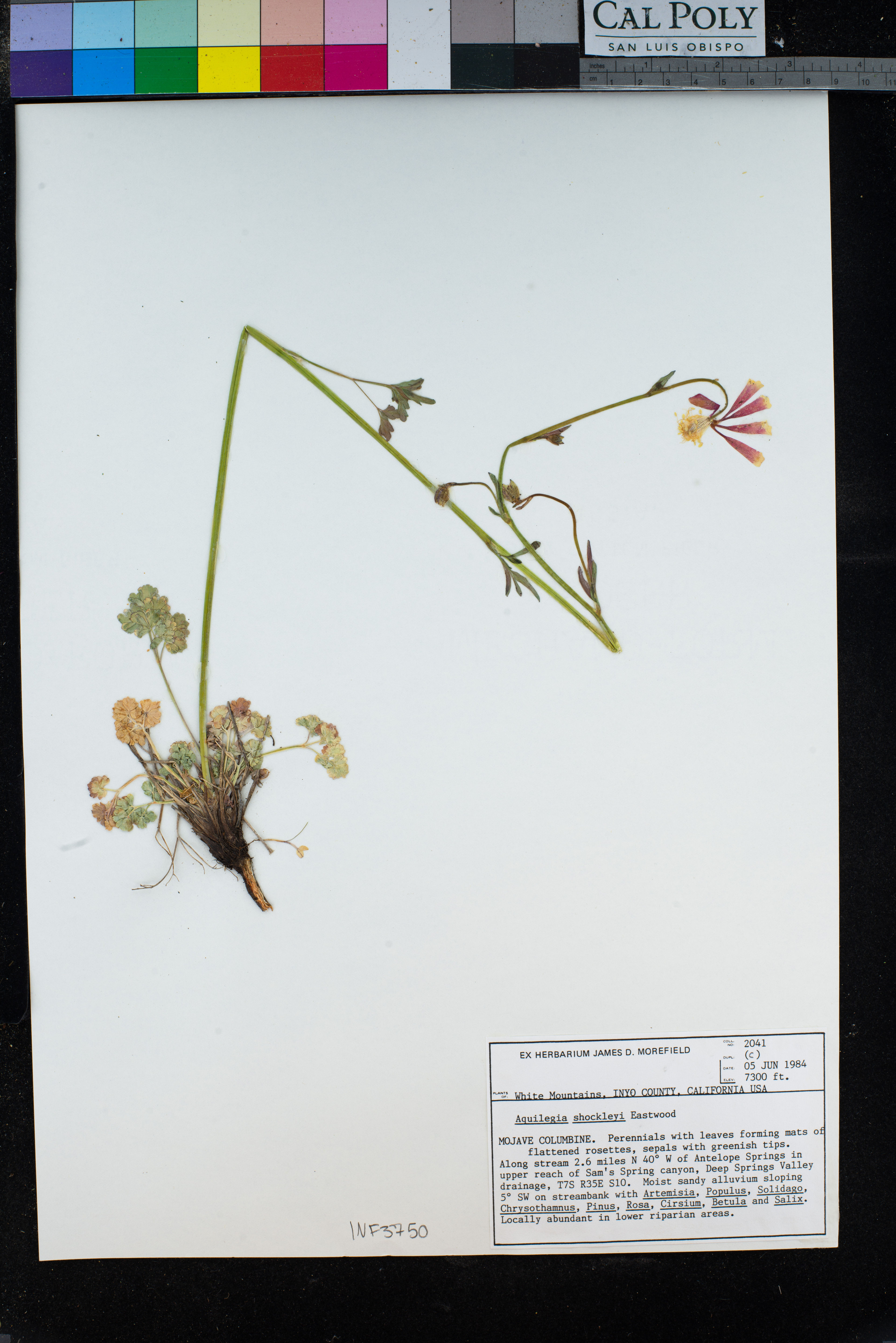 Aquilegia shockleyi - 121