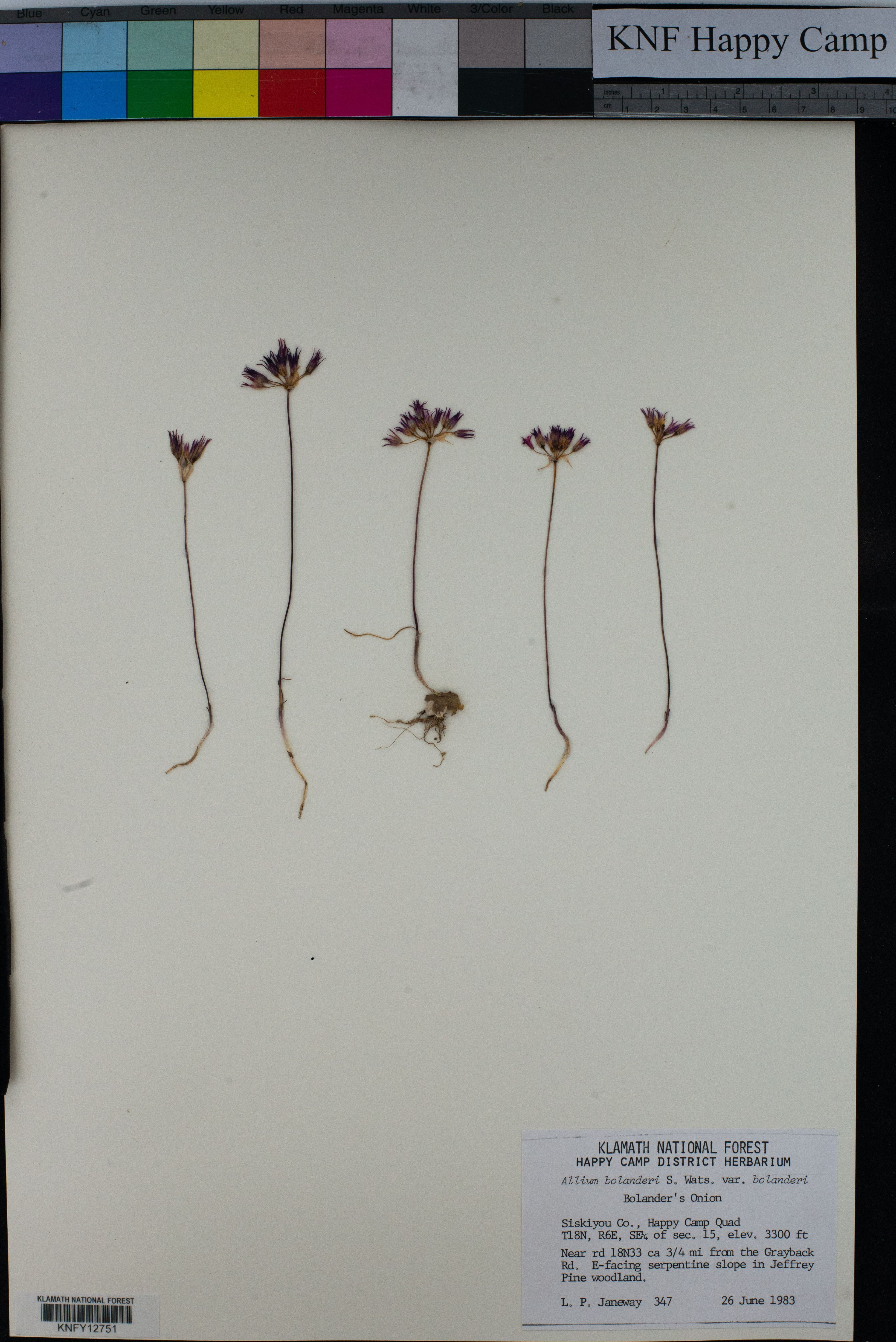 Allium bolanderi - 31